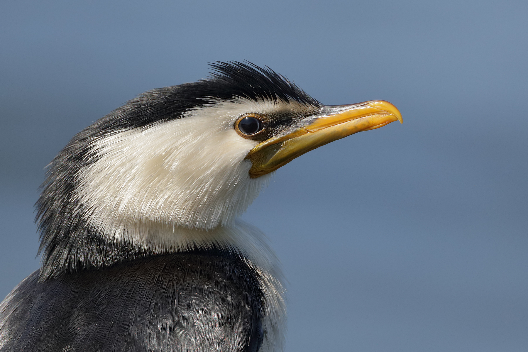 Little Pied Cormorant (Image ID 39447)