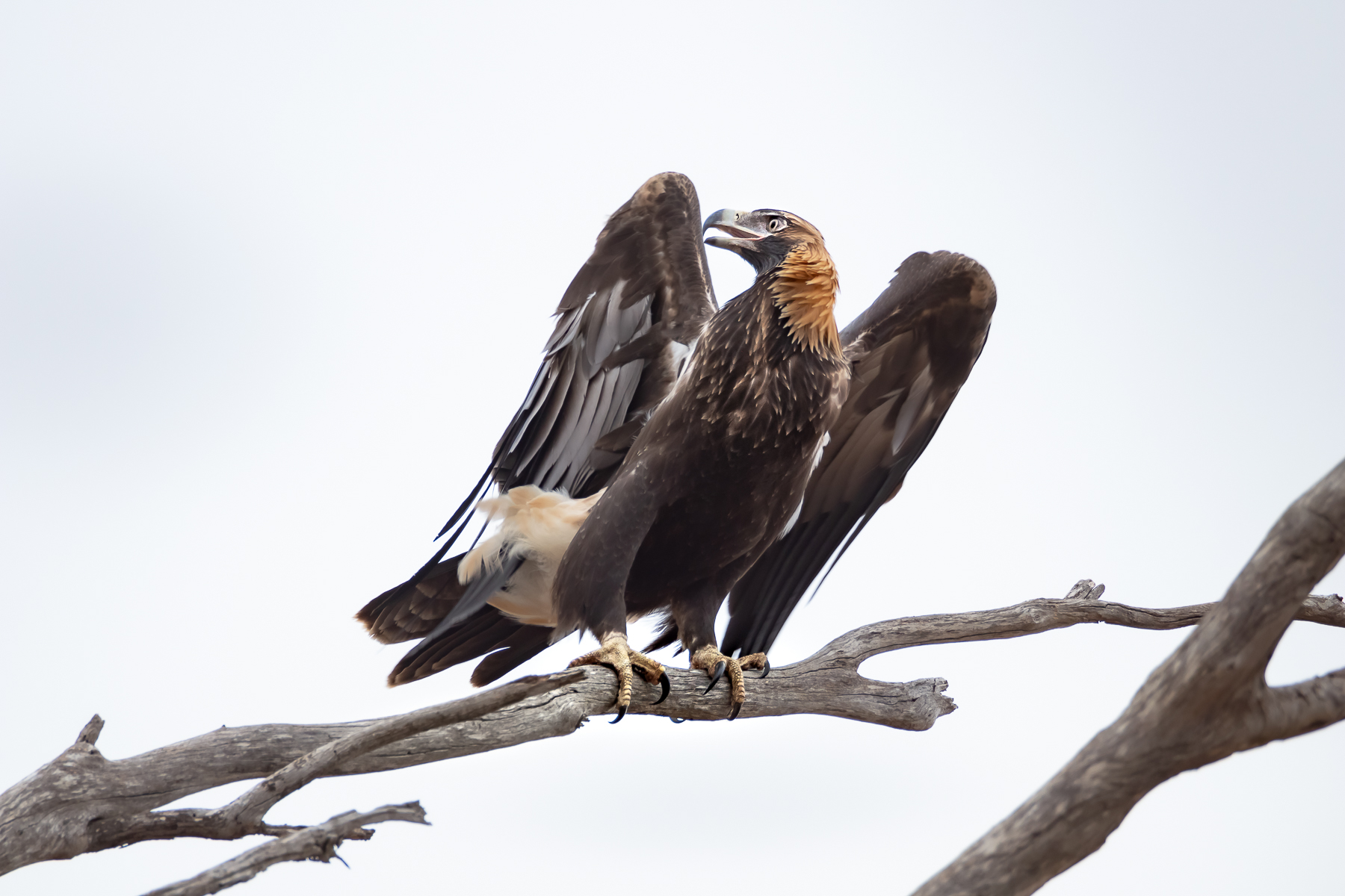 Wedge-tailed Eagle (Image ID 39628)