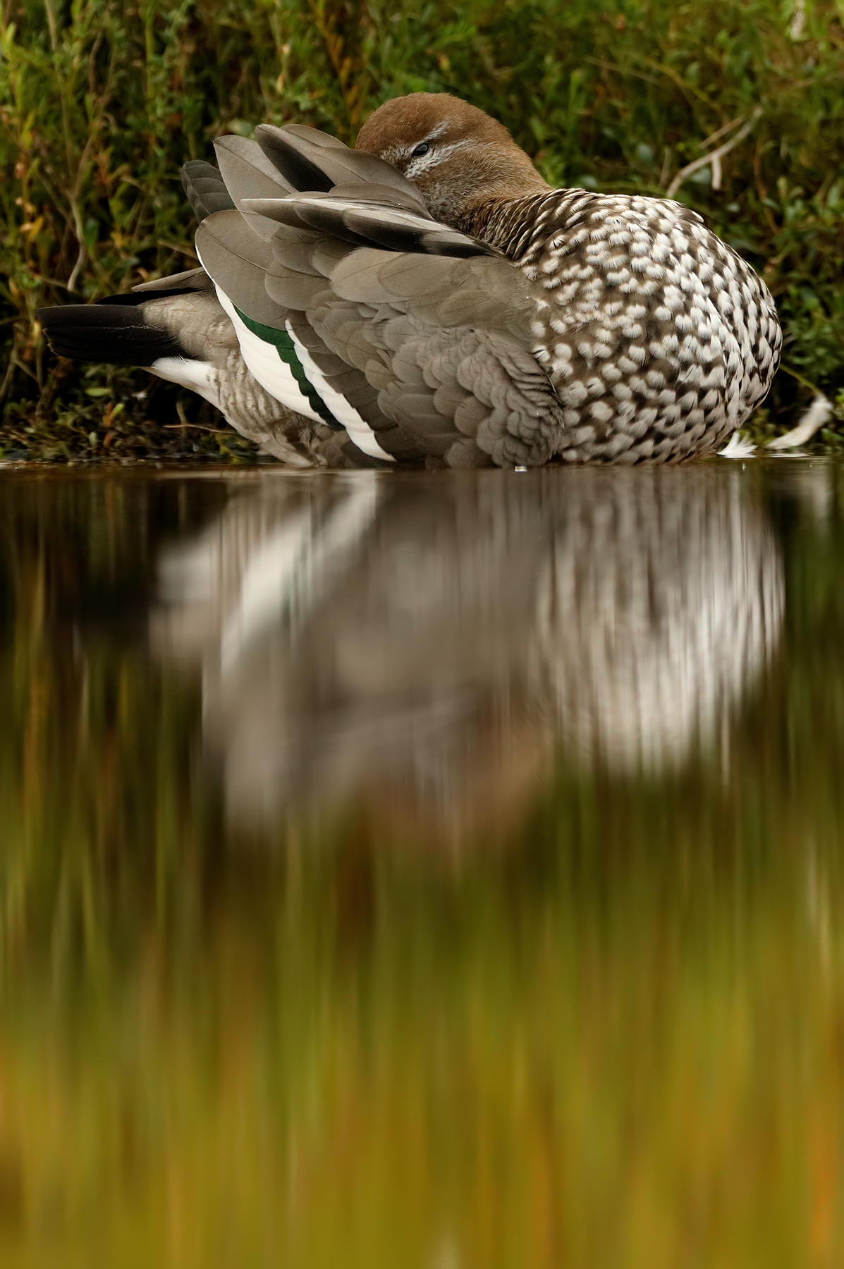 Australian Wood Duck (Image ID 39702)
