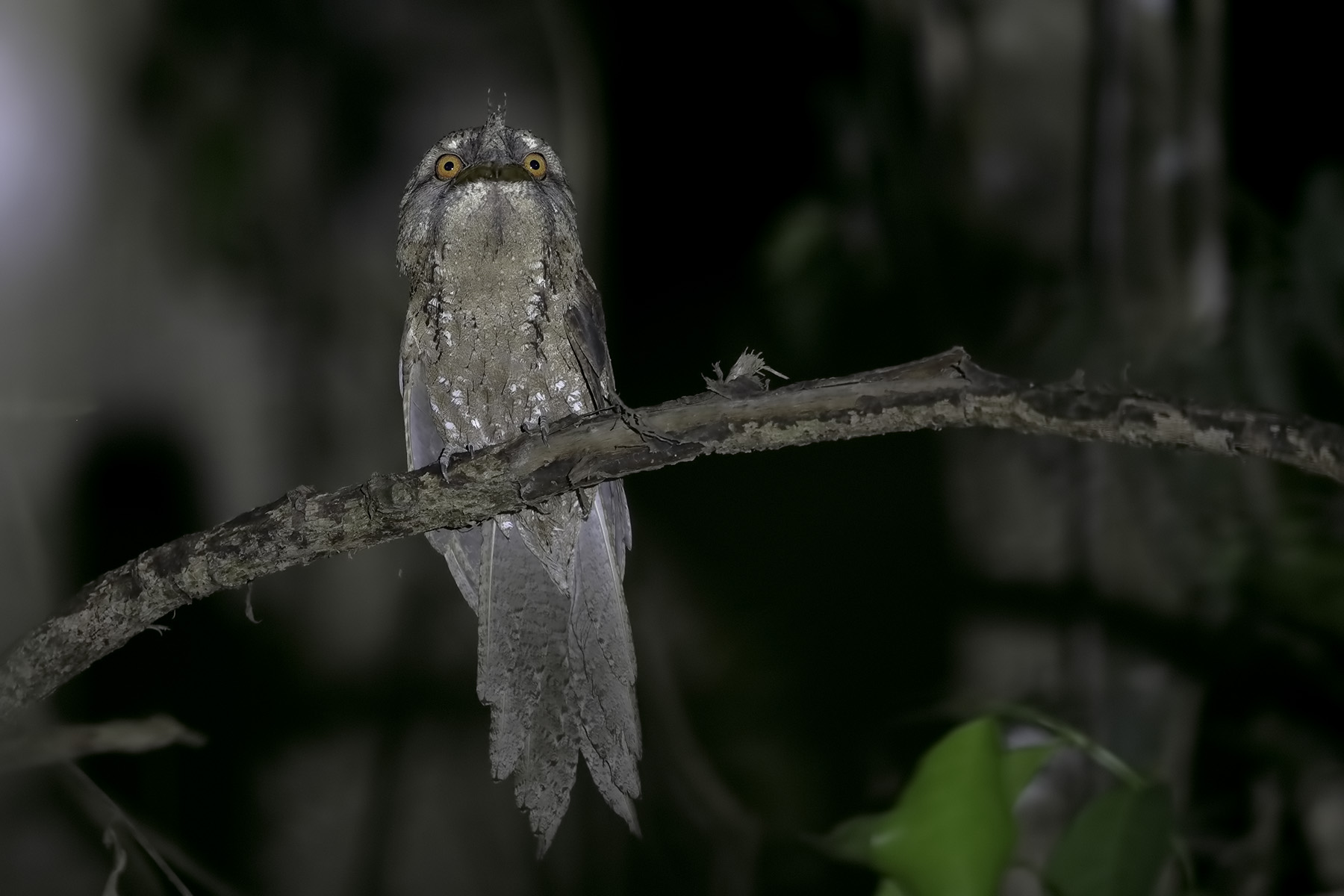 Marbled Frogmouth (Image ID 39577)