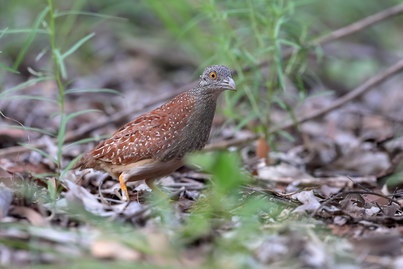 Chestnut-backed Button-quail (Image ID 39594)