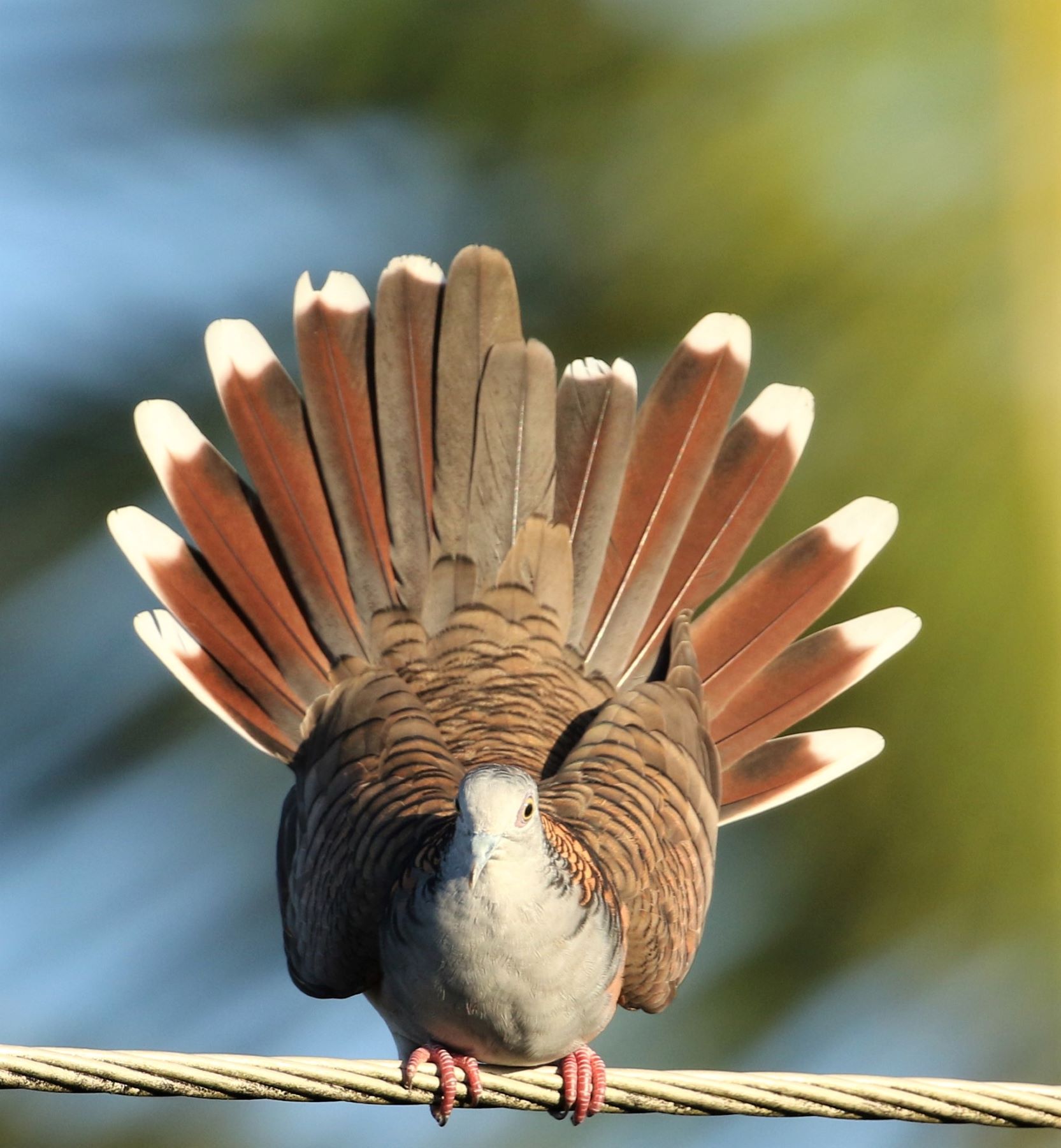 Bar-shouldered Dove (Image ID 39715)