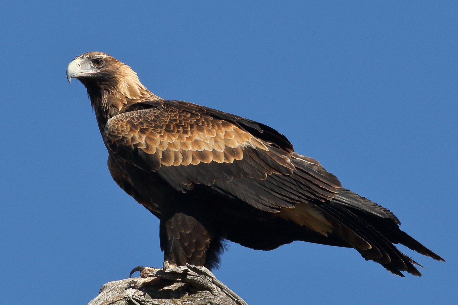 Wedge-tailed Eagle (Image ID 39914)