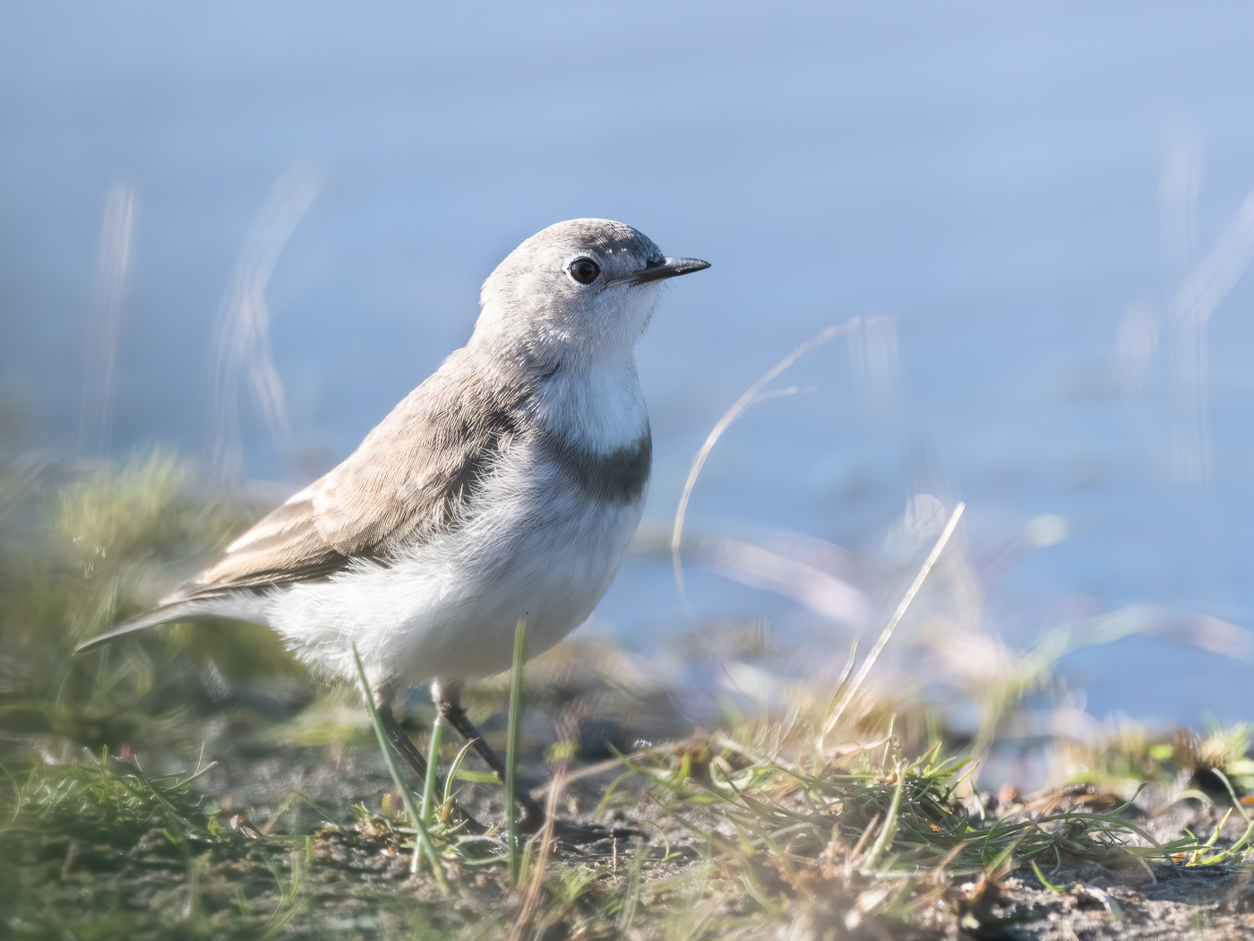 White-fronted Chat (Image ID 40160)