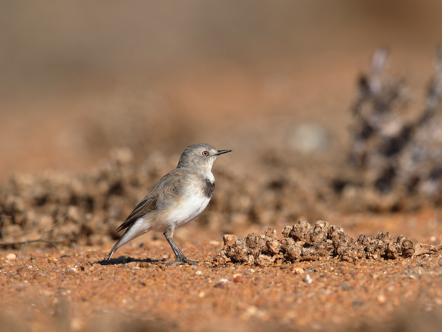 White-fronted Chat (Image ID 39985)