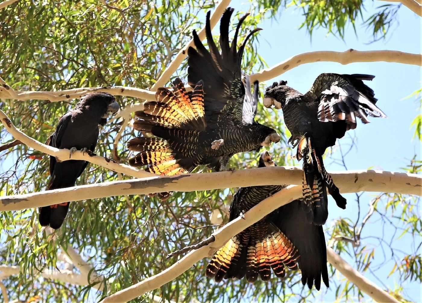 Red-tailed Black-Cockatoo (Image ID 40039)