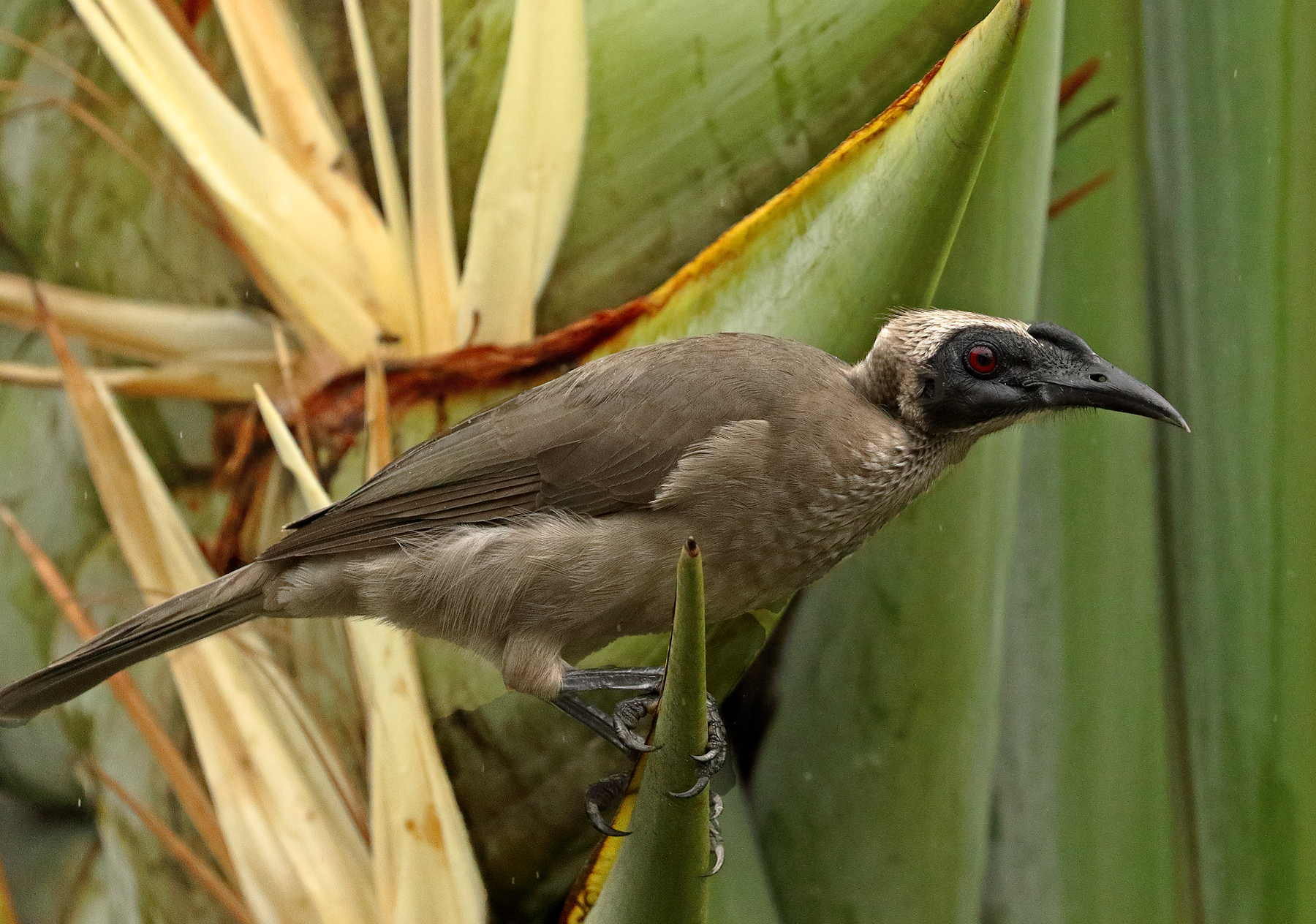 Helmeted Friarbird (Image ID 39833)
