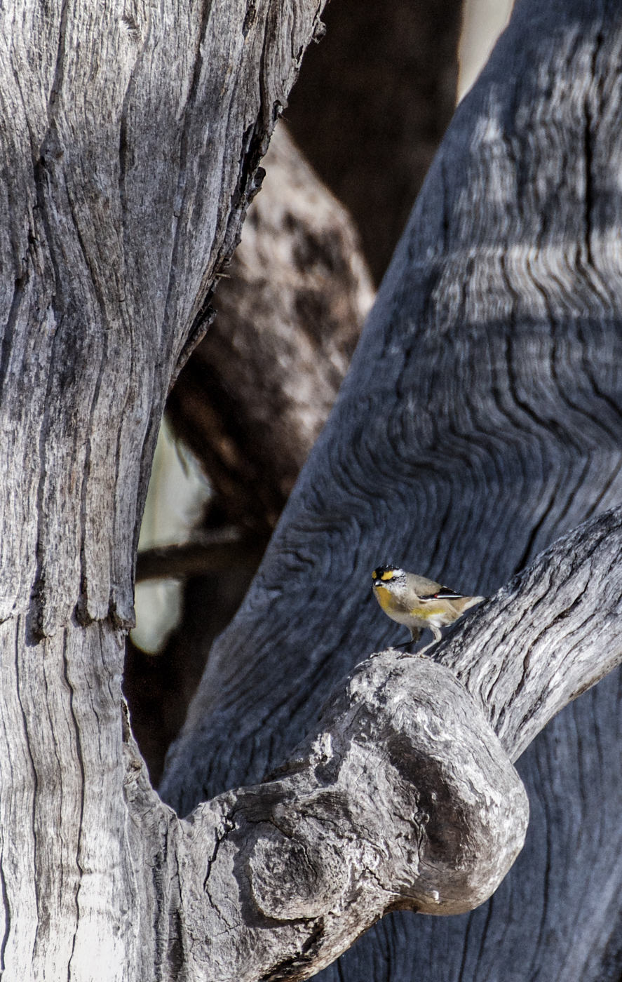 Striated Pardalote (Image ID 39963)