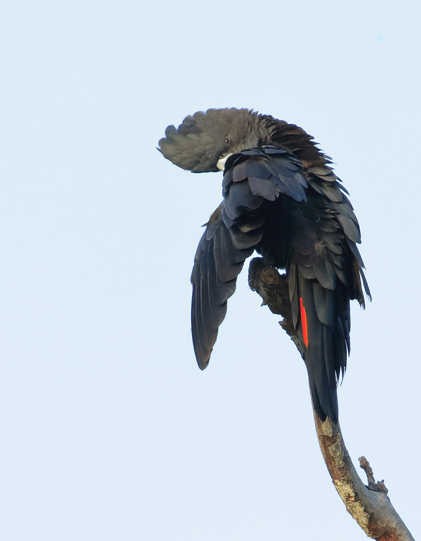 Red-tailed Black-Cockatoo (Image ID 40010)