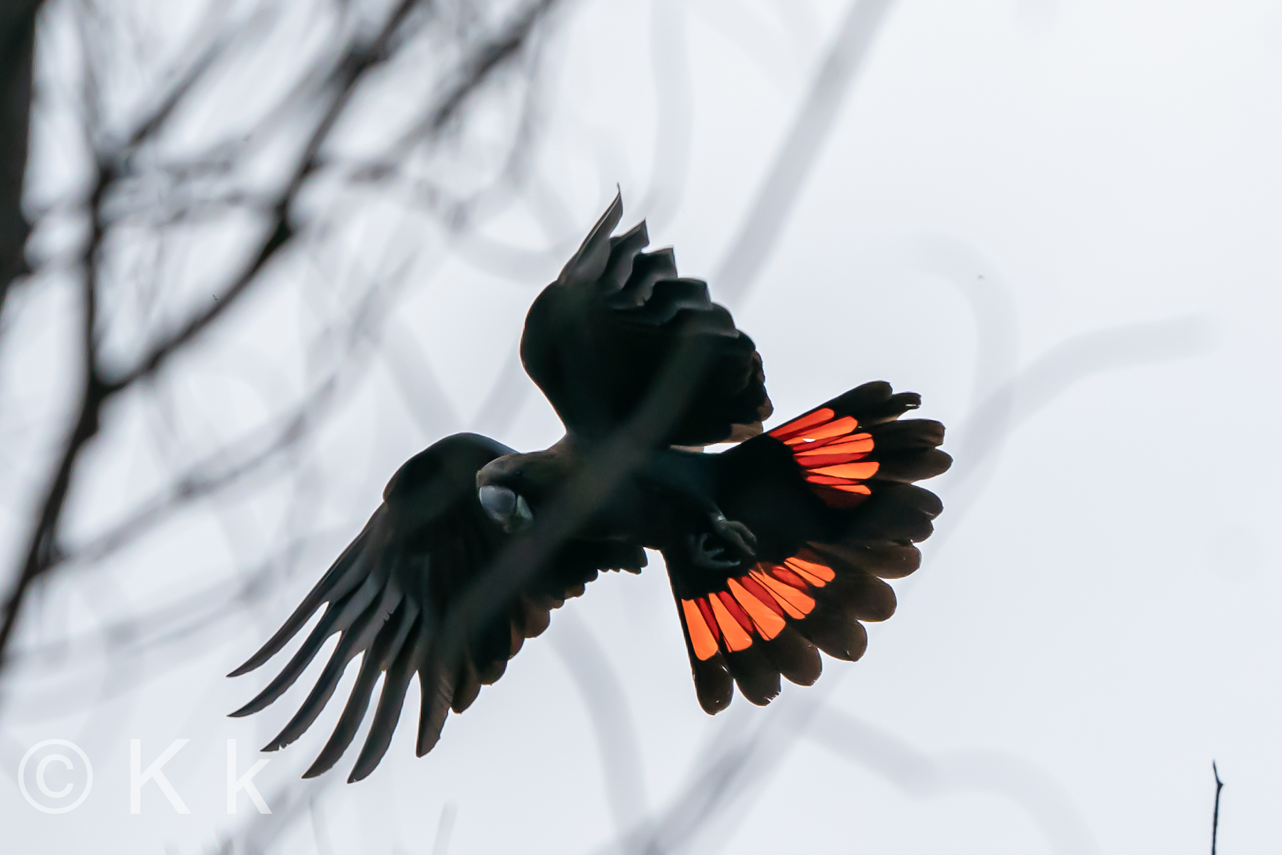 Glossy Black-Cockatoo (Image ID 40102)
