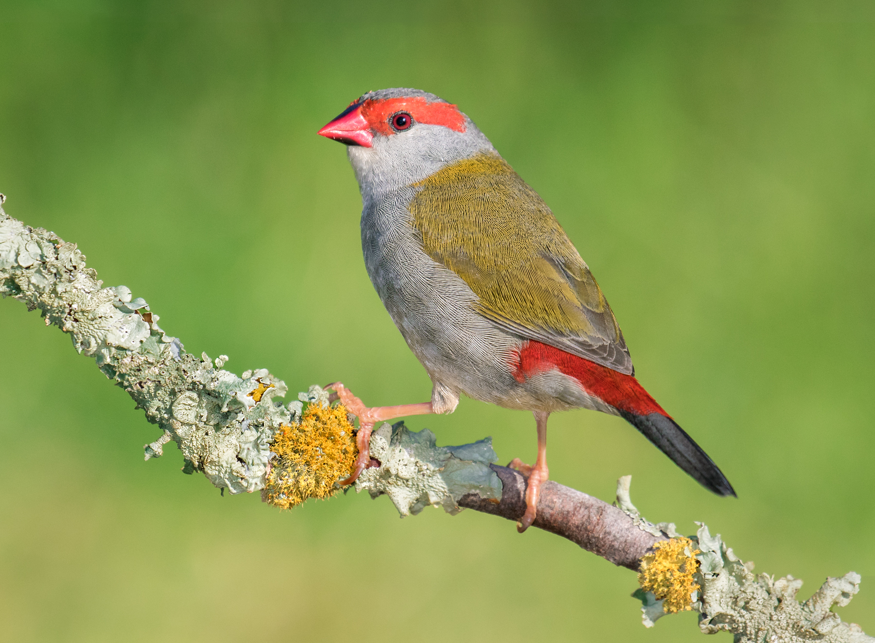 Red-browed Finch (Image ID 39899)