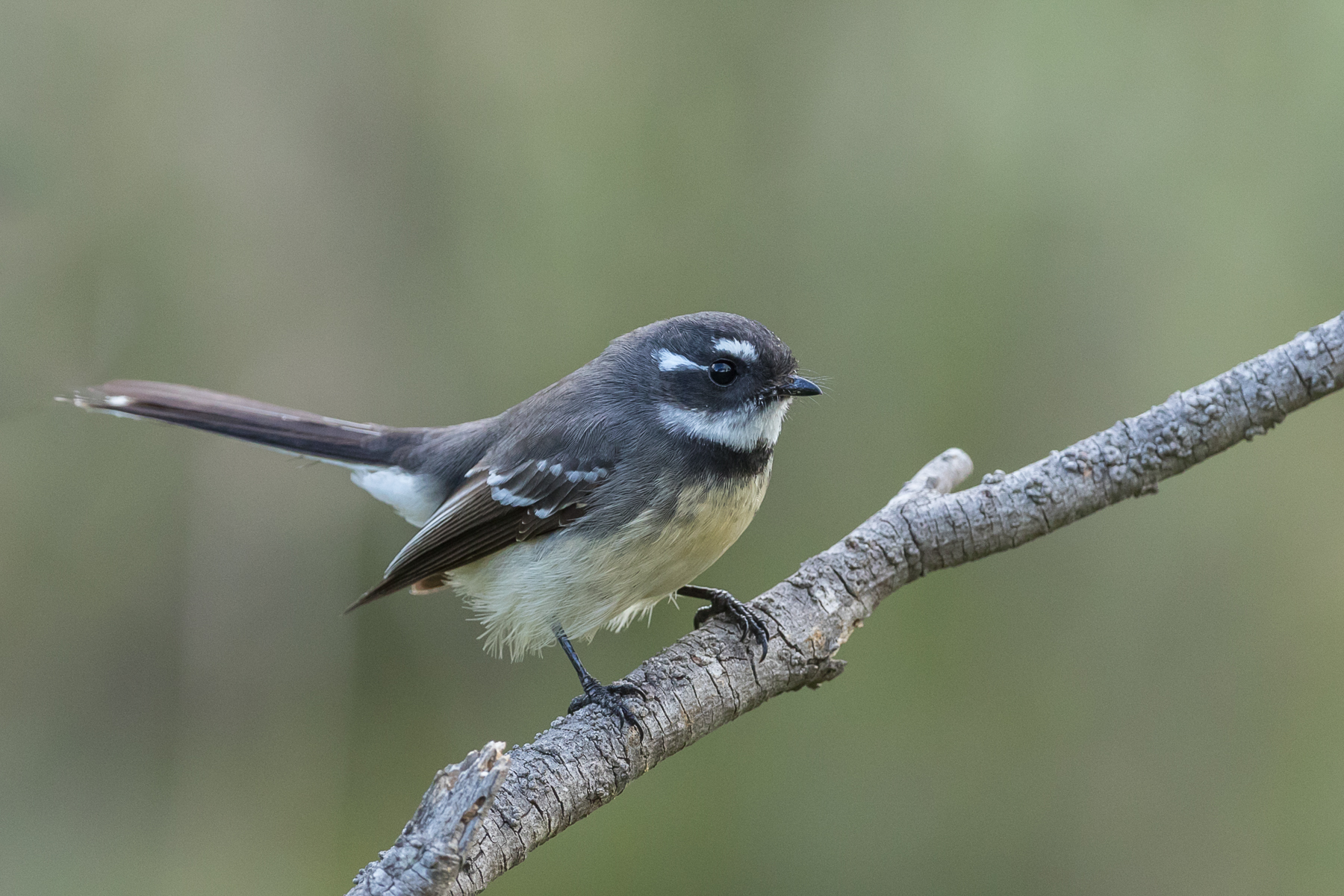 Grey Fantail (Image ID 39950)