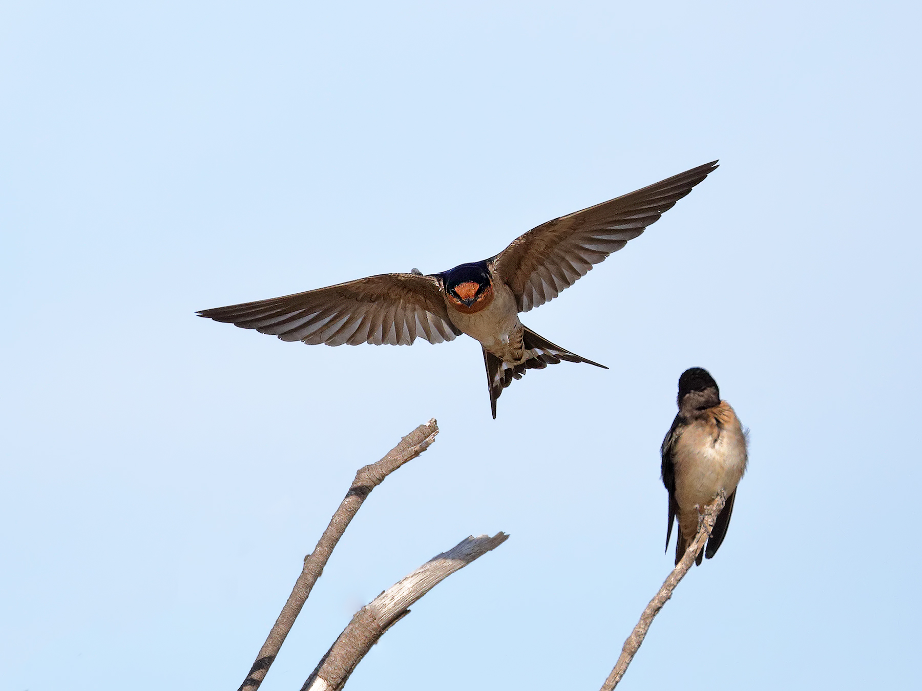 Welcome Swallow (Image ID 39870)