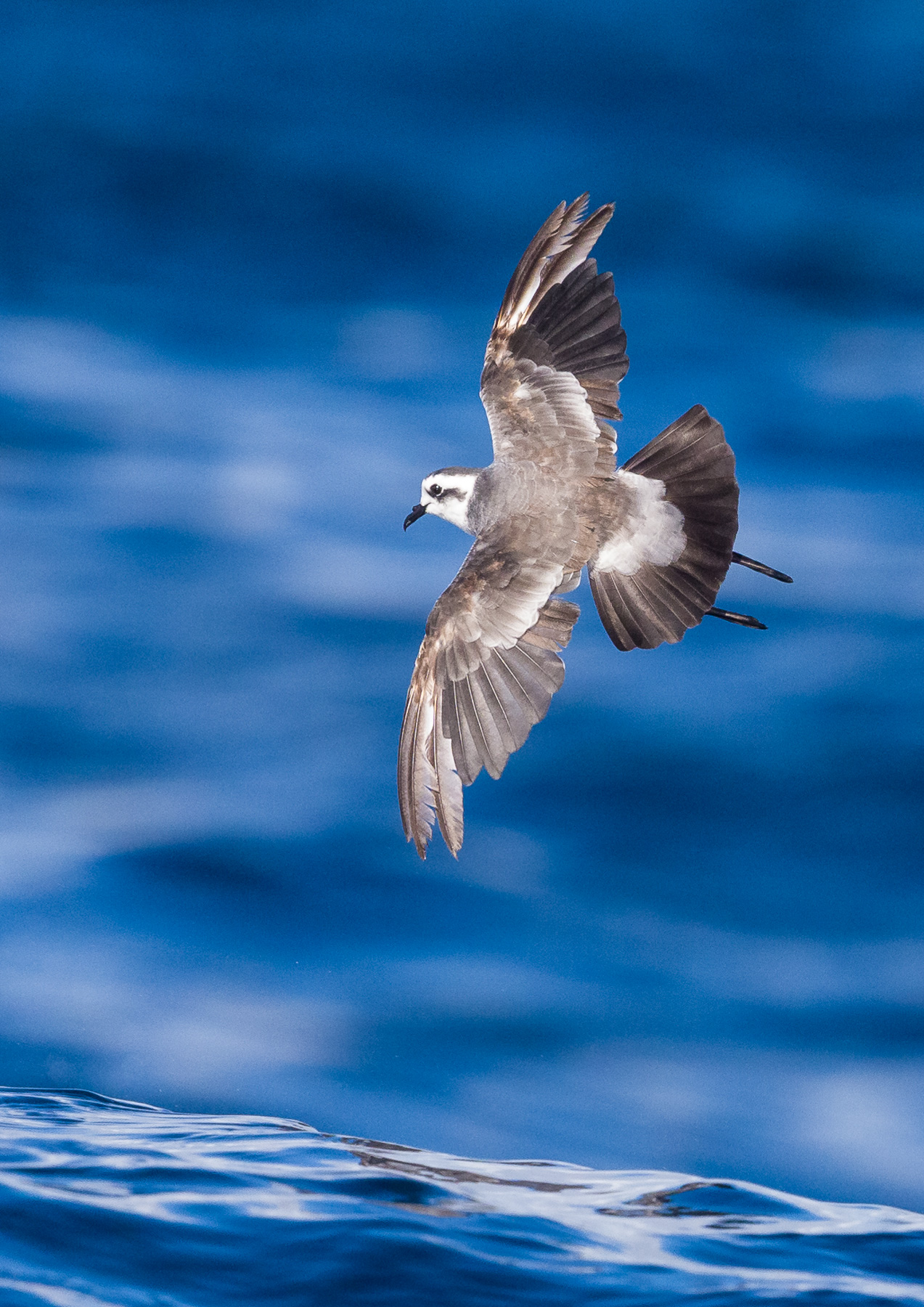 White-faced Storm-Petrel (Image ID 39826)