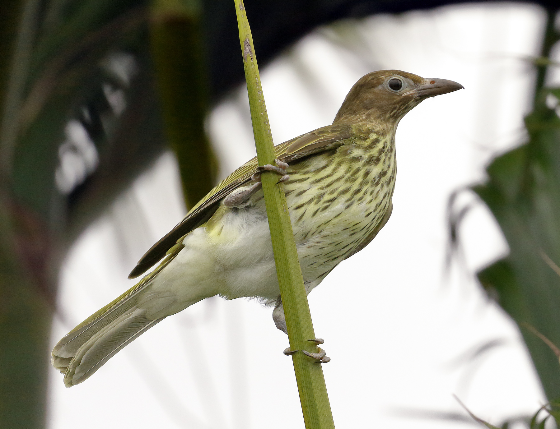 Australasian Figbird (Image ID 39811)