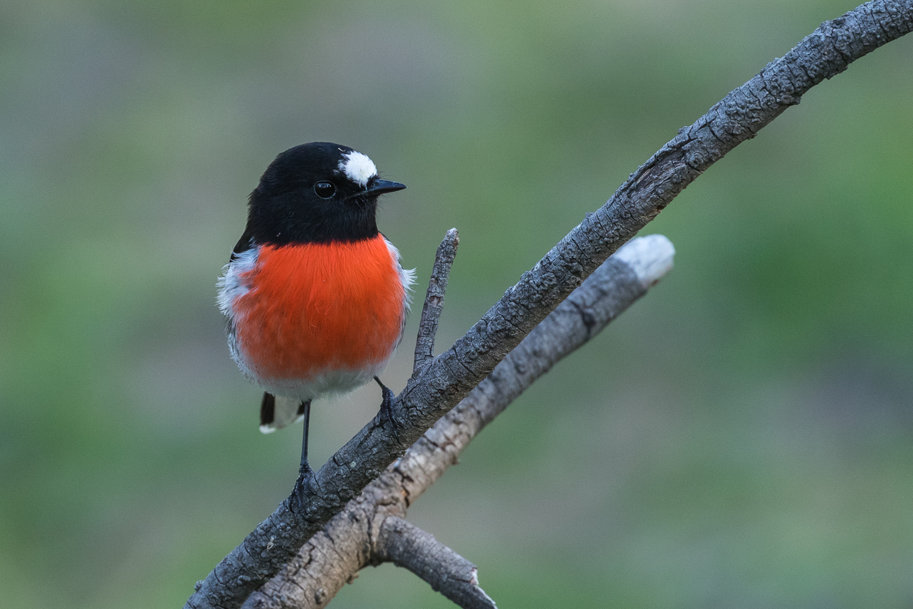 Scarlet Robin (Image ID 39951)