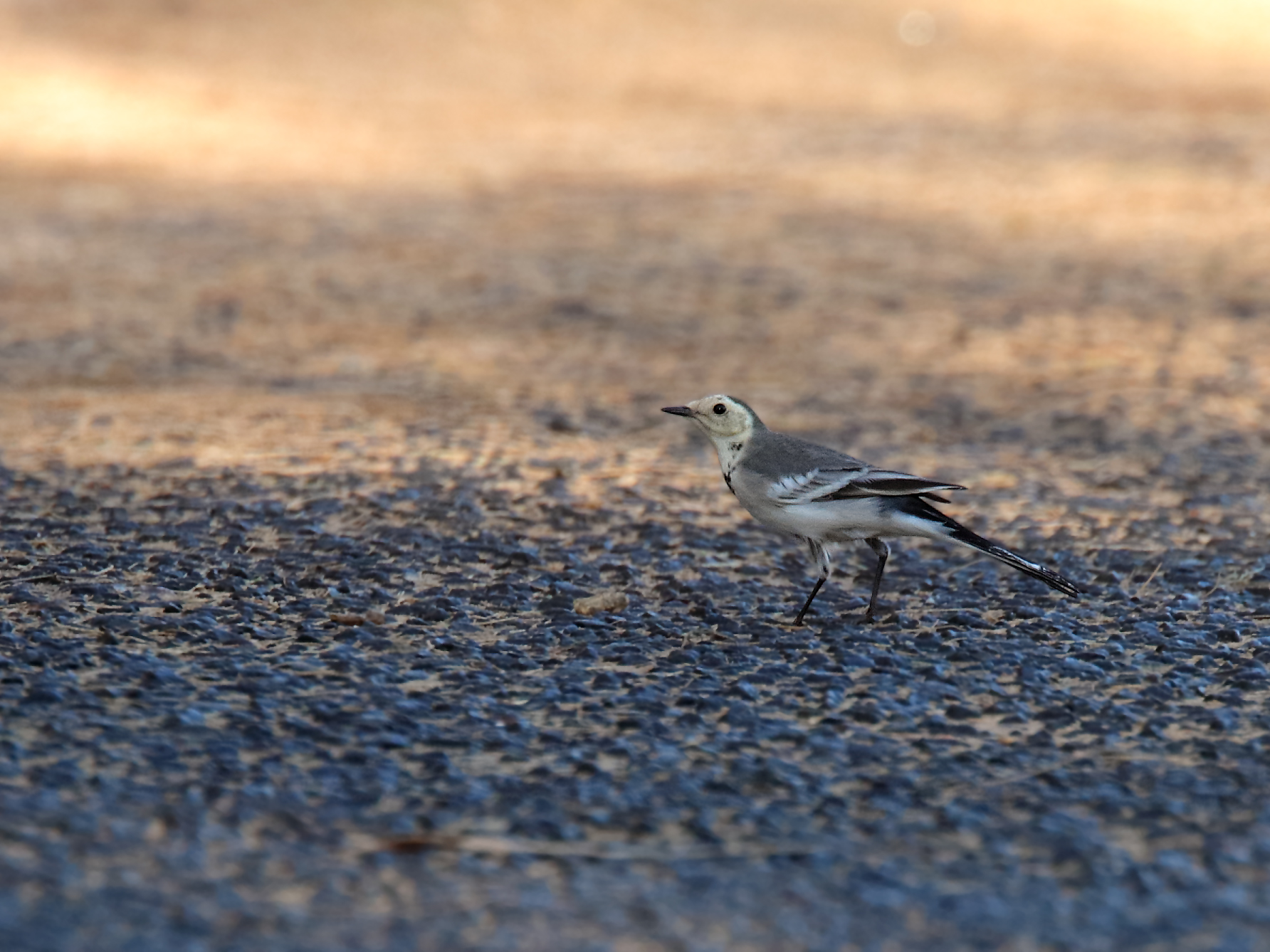 White Wagtail (V) (Image ID 39884)
