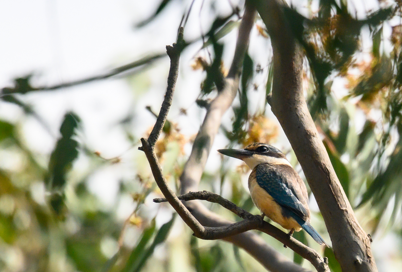 Sacred Kingfisher (Image ID 39901)