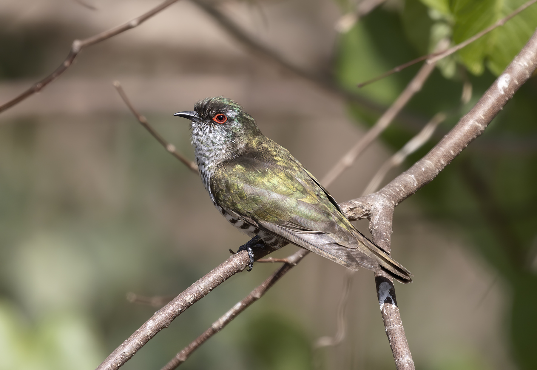 Little Bronze-Cuckoo (Image ID 40215)
