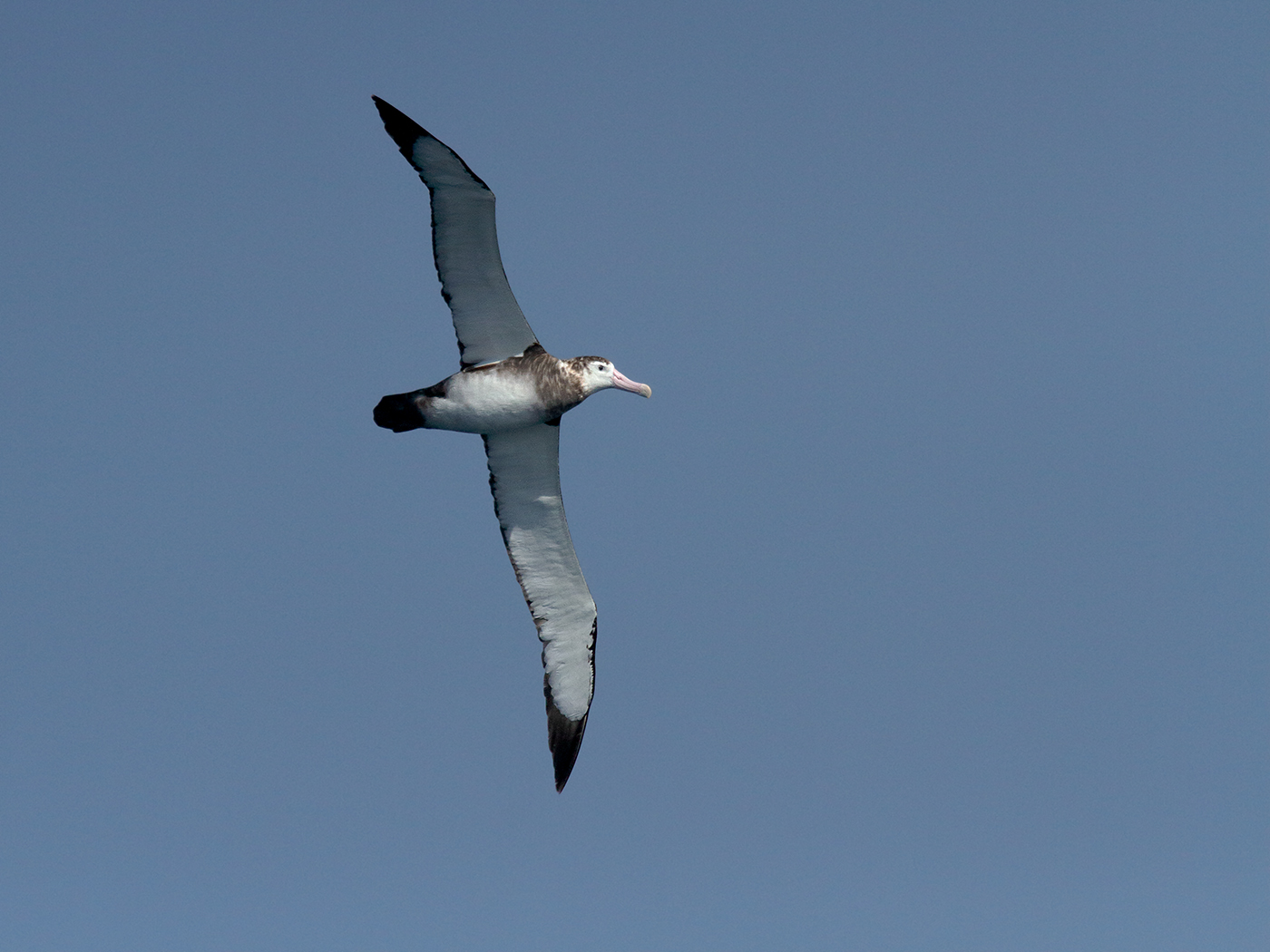 Antipodean Albatross (Image ID 39842)