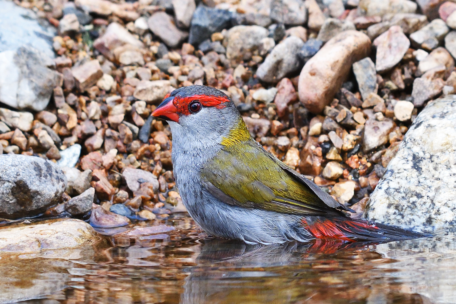 Red-browed Finch (Image ID 40169)