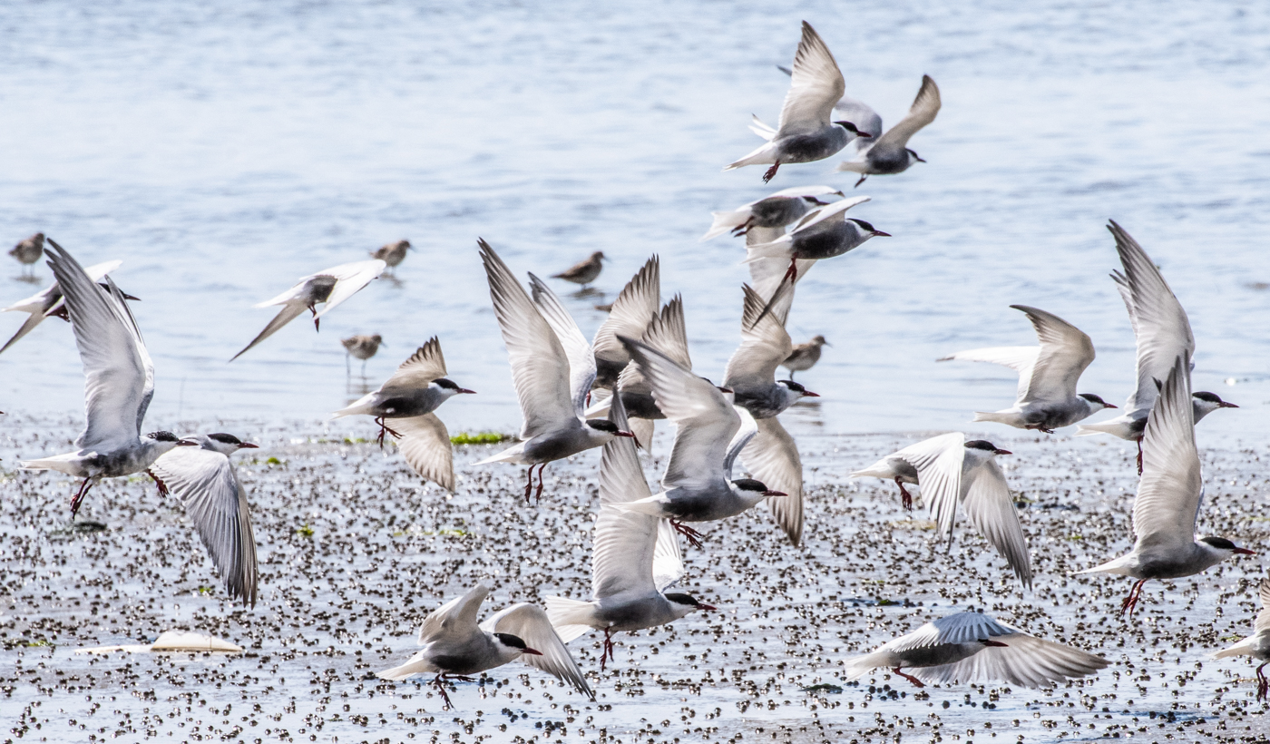 Whiskered Tern (Image ID 39897)