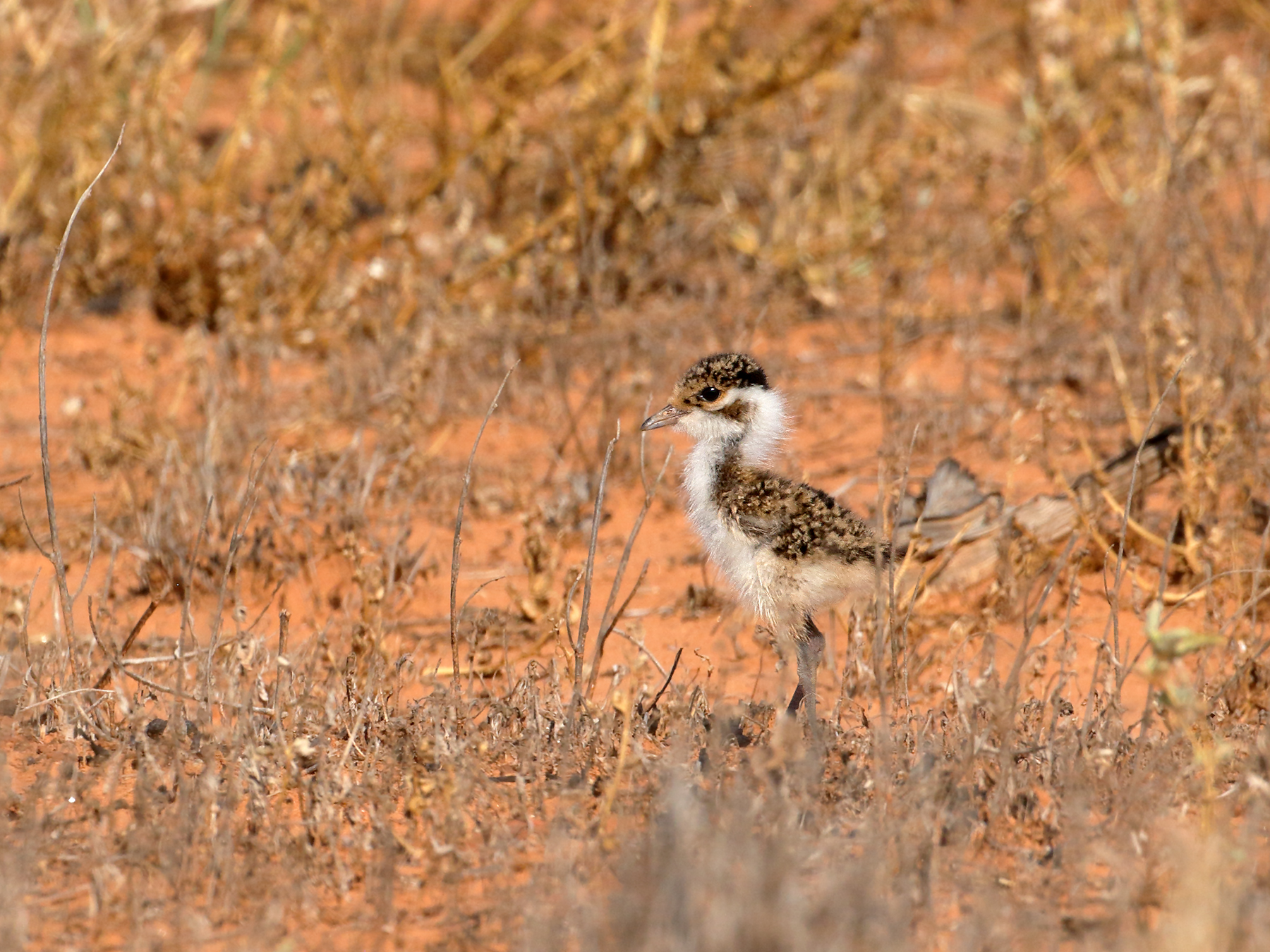 Banded Lapwing (Image ID 39866)