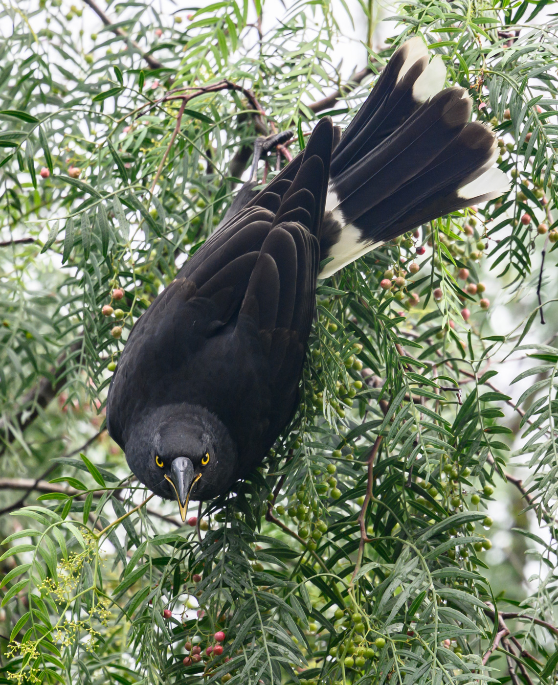 Pied Currawong (Image ID 40252)