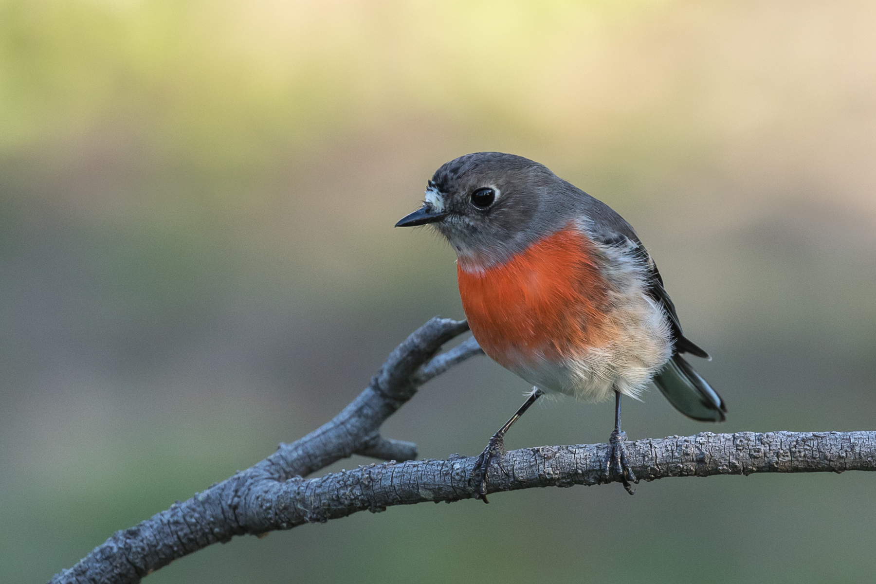 Scarlet Robin (Image ID 39952)