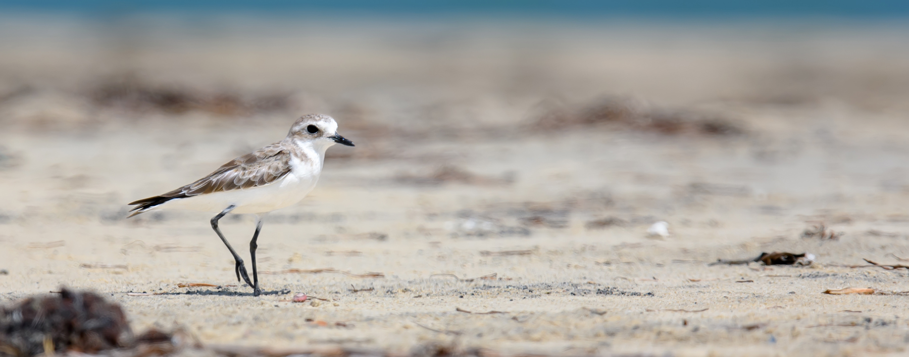Greater Sand Plover (Image ID 39863)