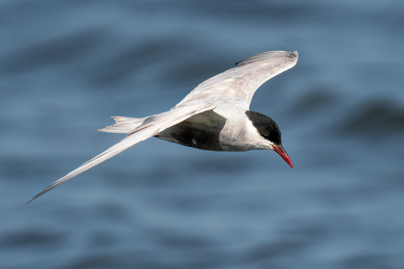 Whiskered Tern (Image ID 40267)