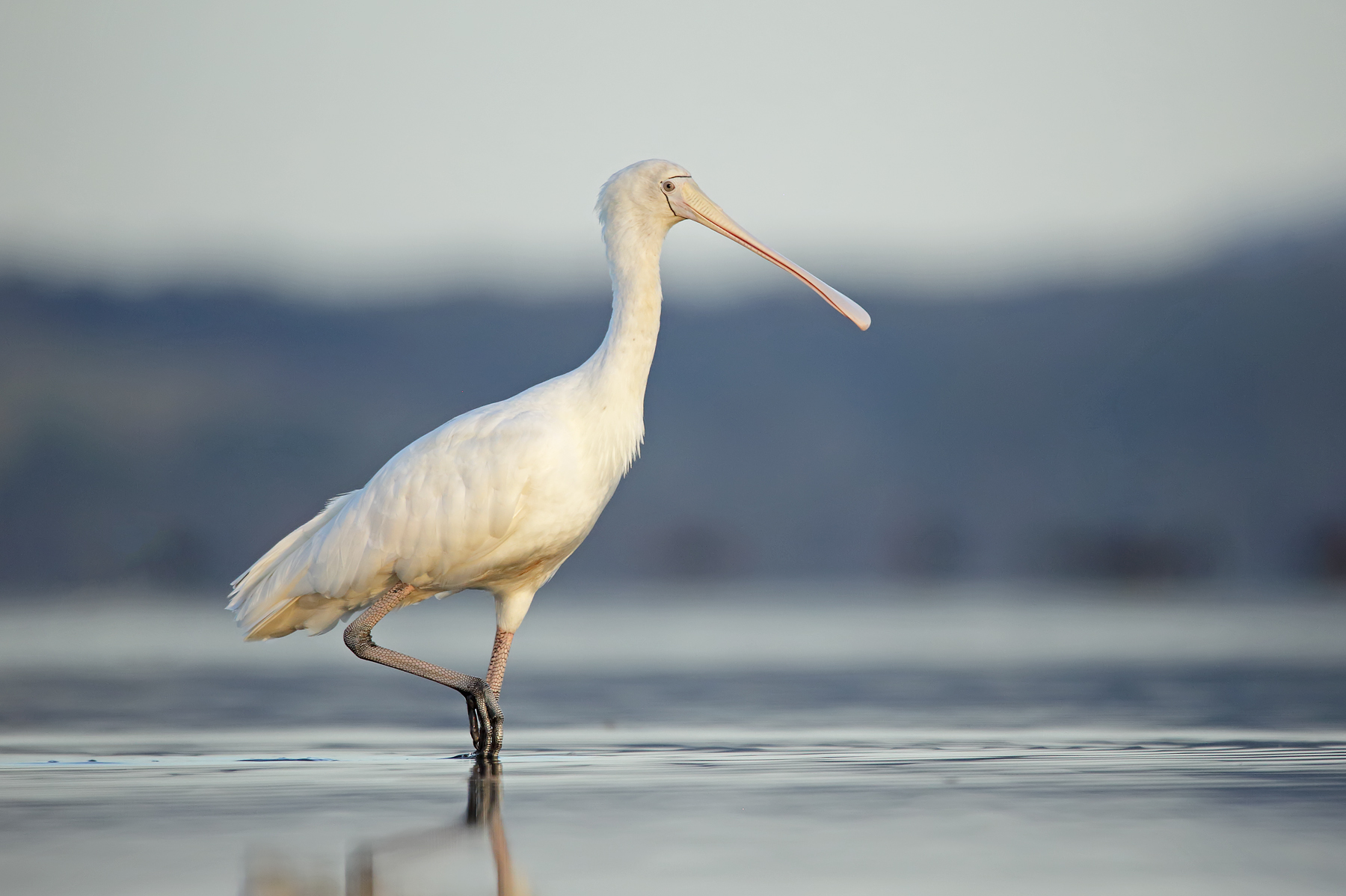 Yellow-billed Spoonbill (Image ID 39934)