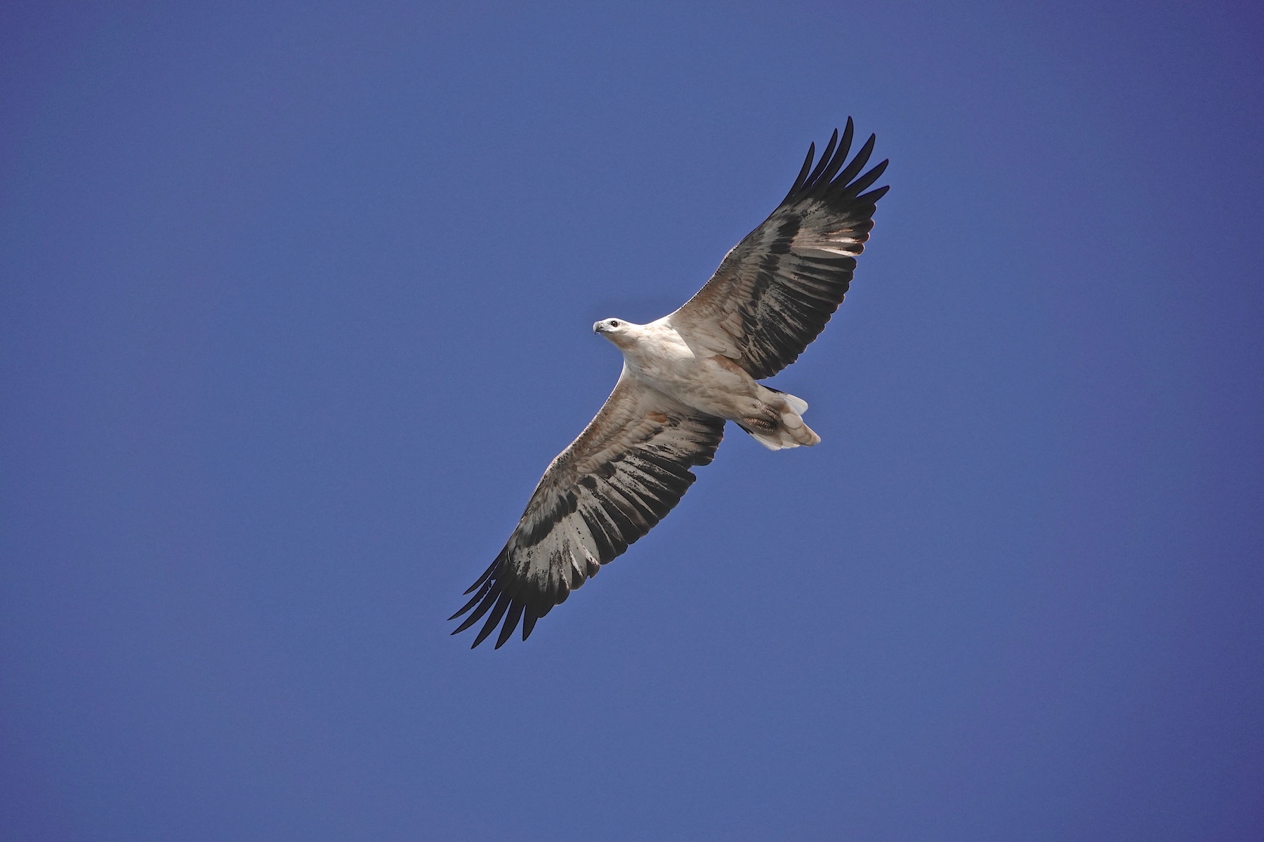 White-bellied Sea-Eagle (Image ID 39926)