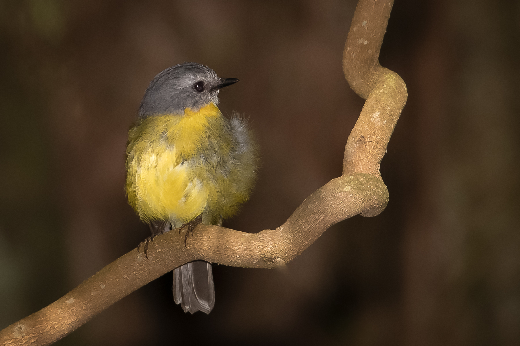 Eastern Yellow Robin (Image ID 39891)