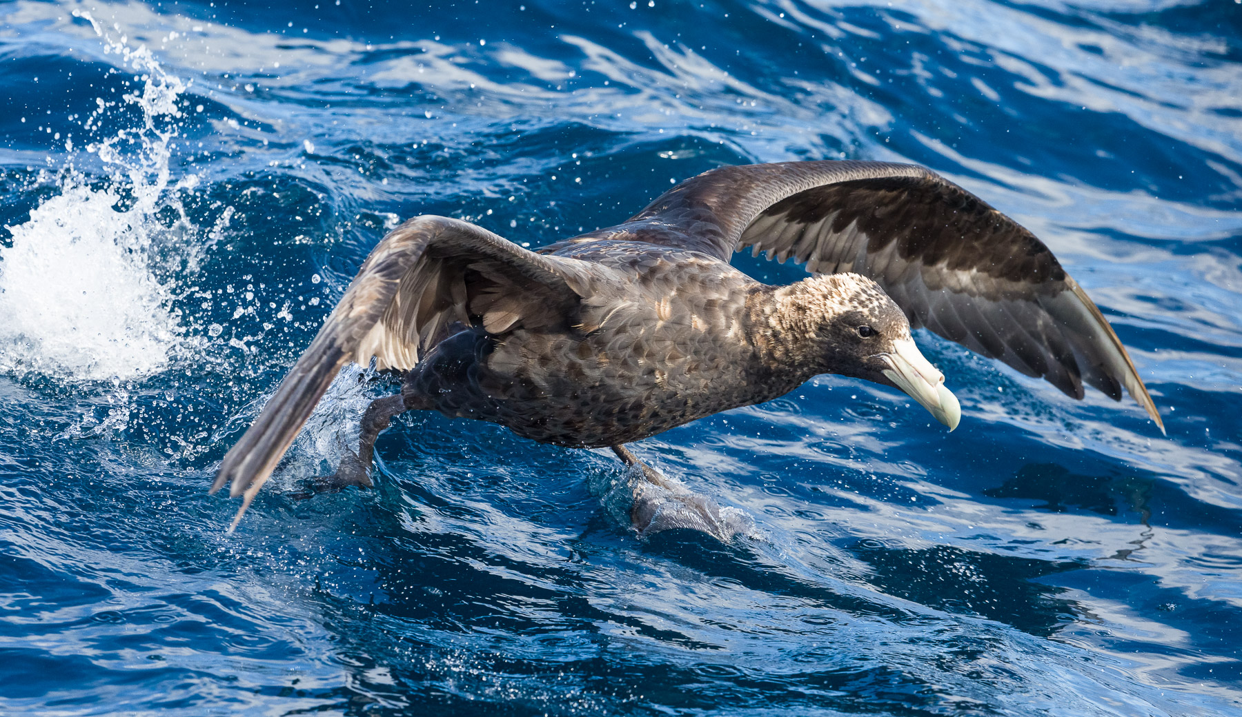 Southern Giant-Petrel (Image ID 39886)