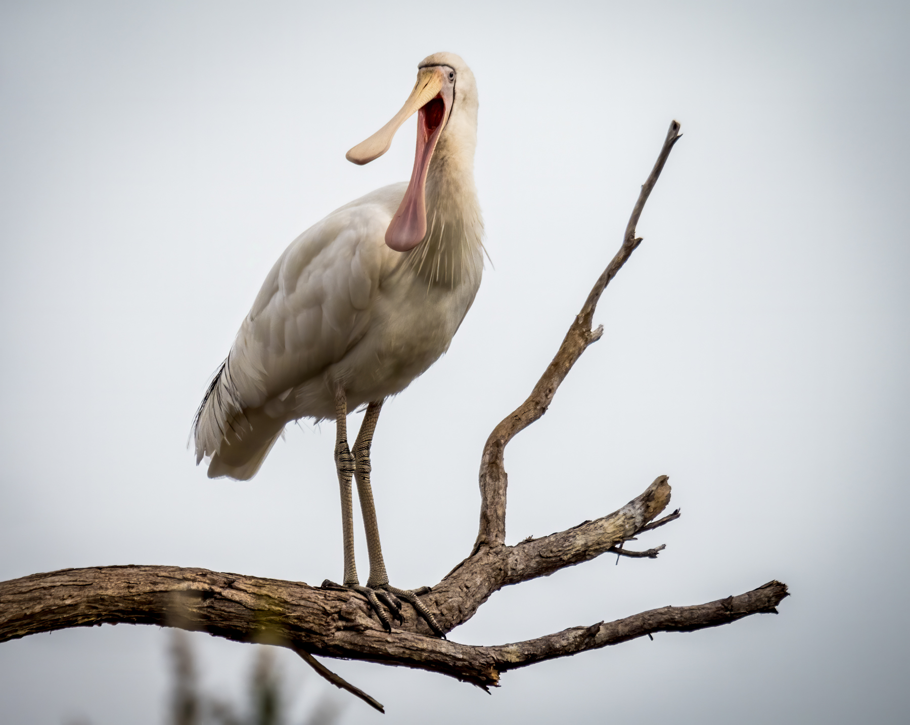 Yellow-billed Spoonbill (Image ID 40283)