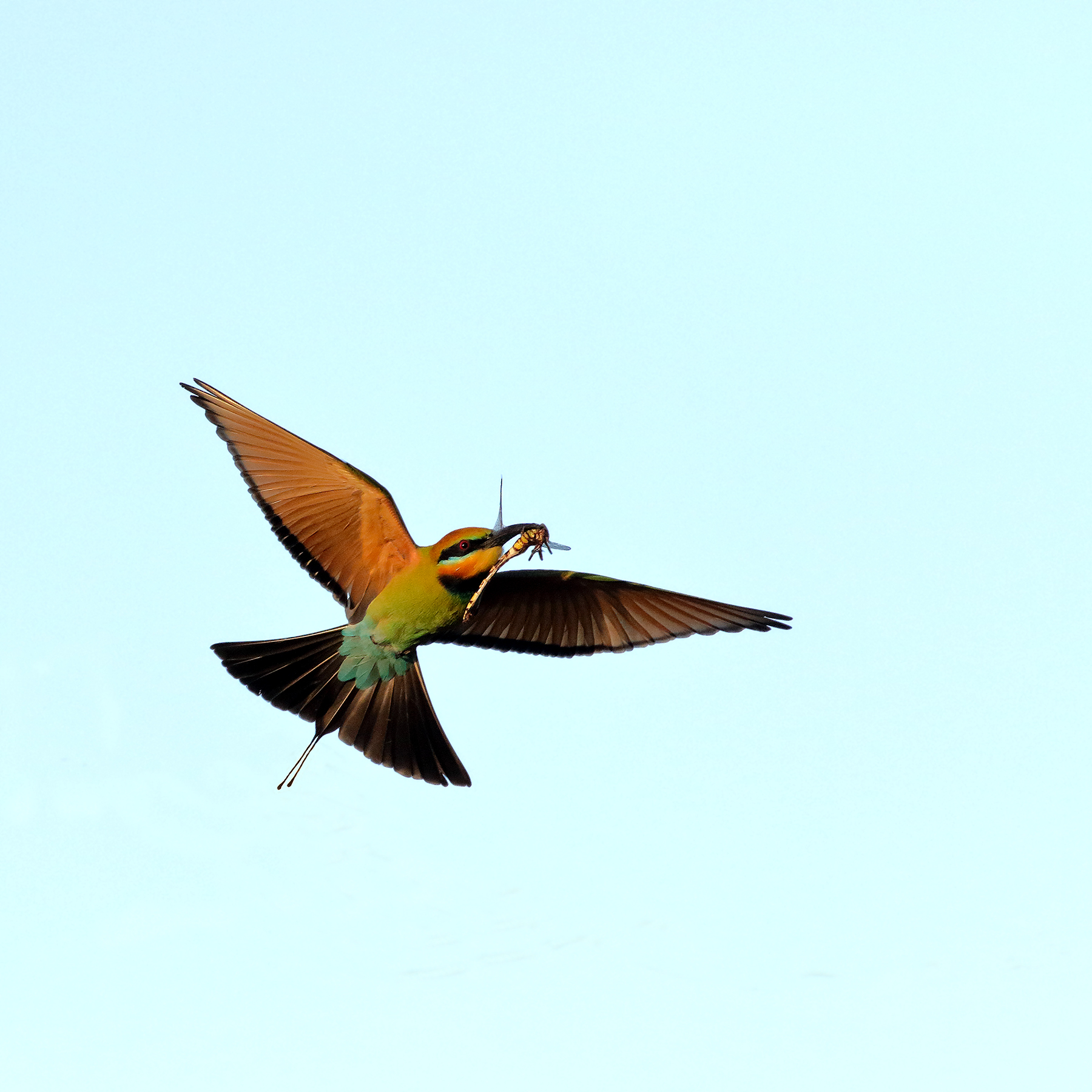 Rainbow Bee-eater (Image ID 39945)