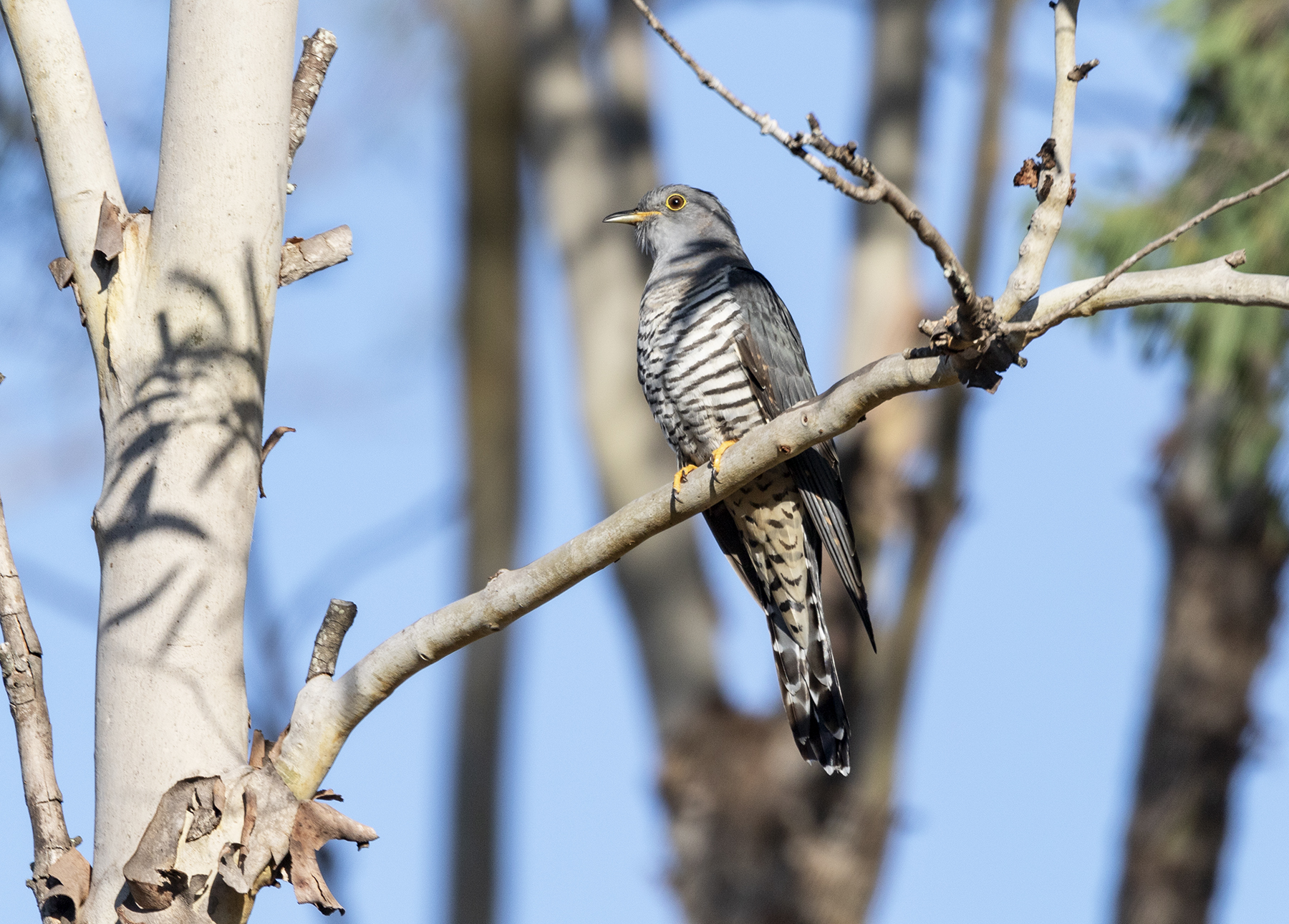 Oriental Cuckoo (Image ID 40192)