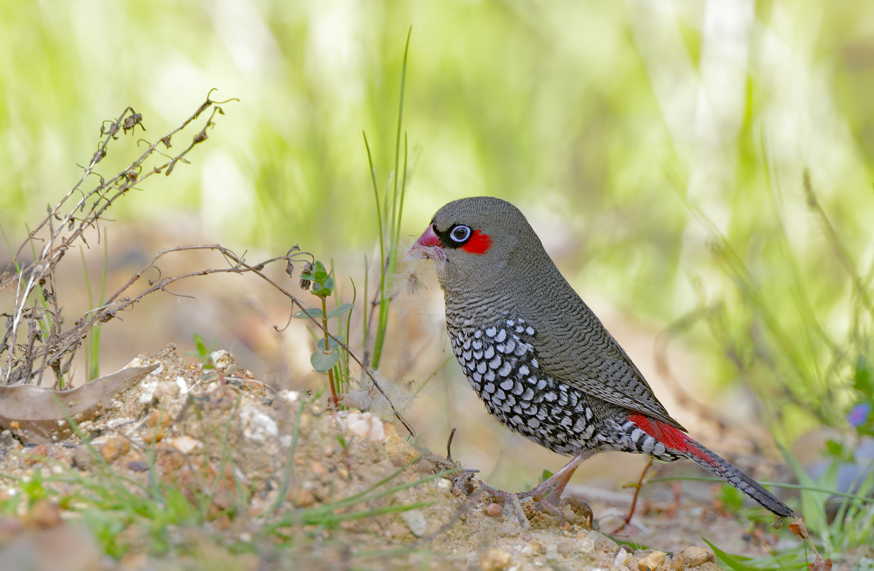 Red-eared Firetail (Image ID 40149)