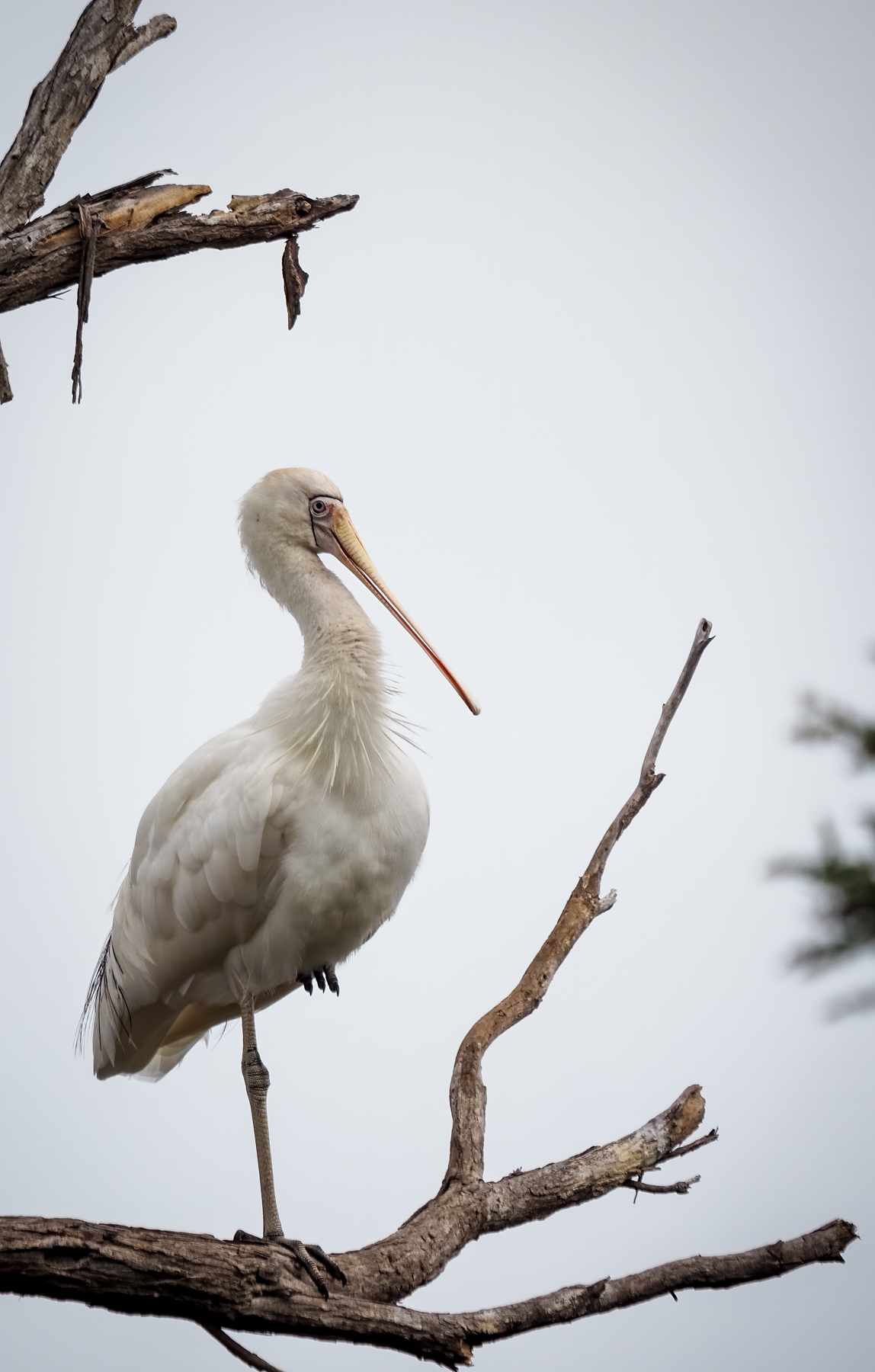 Yellow-billed Spoonbill (Image ID 40281)