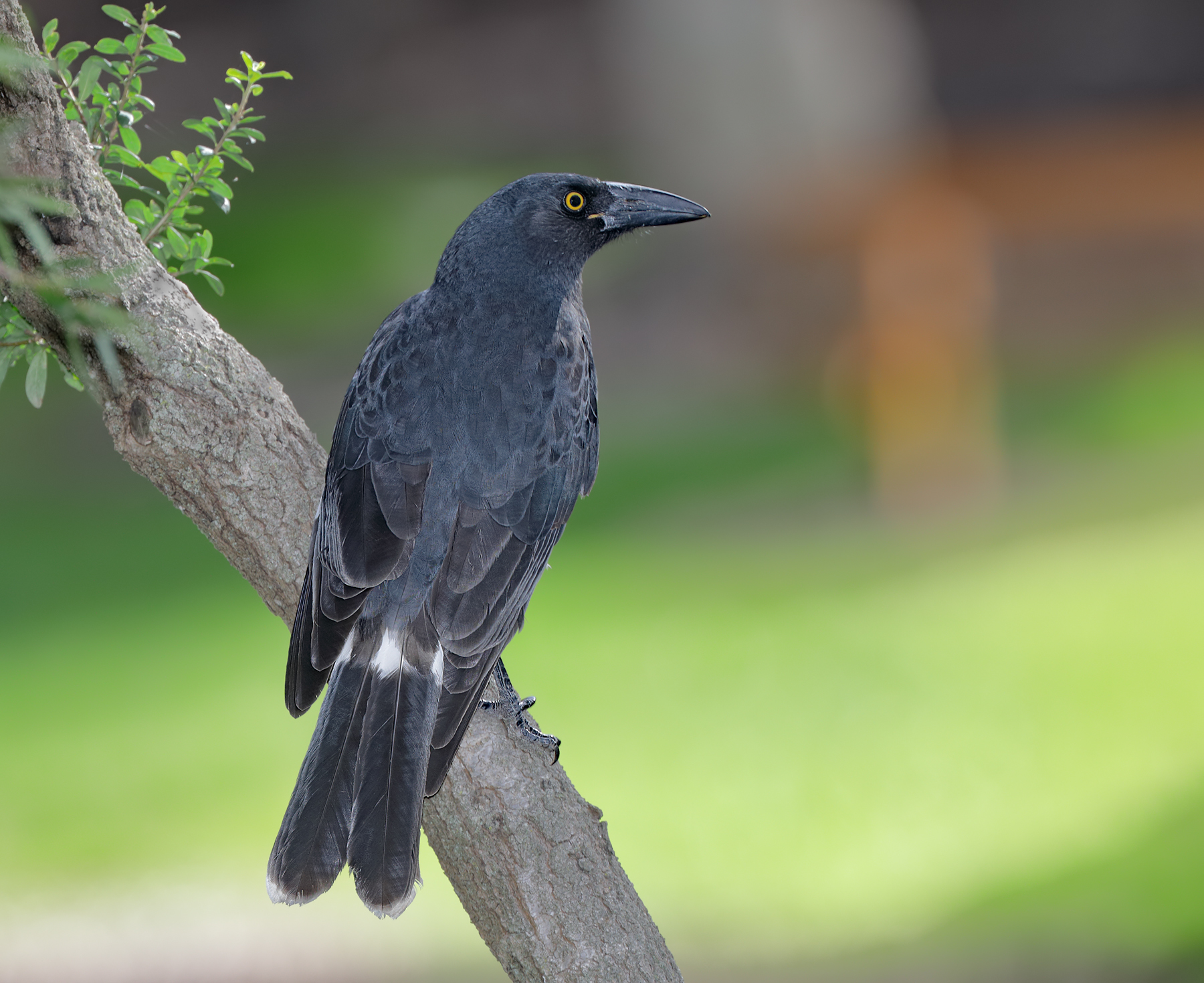 Pied Currawong (Image ID 40151)