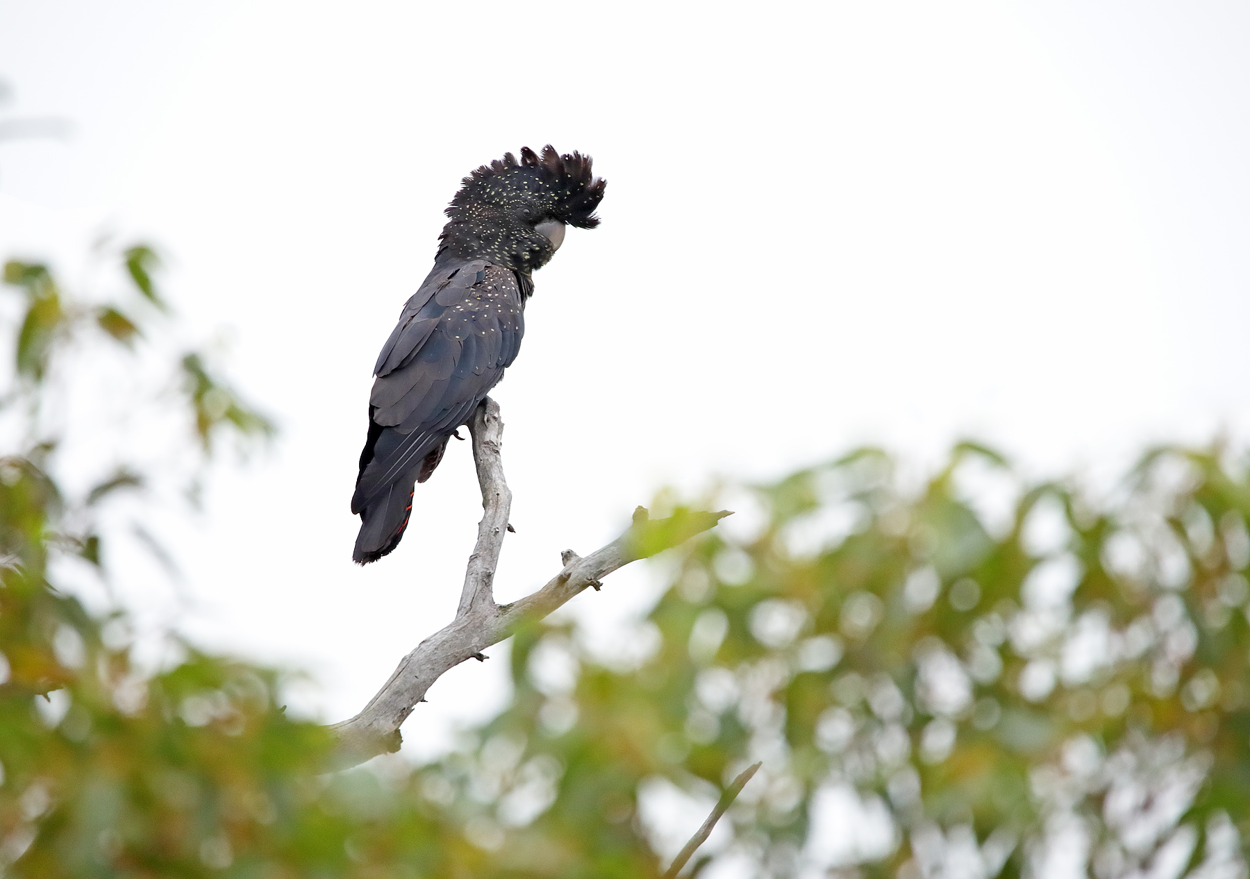 Red-tailed Black-Cockatoo (Image ID 40108)