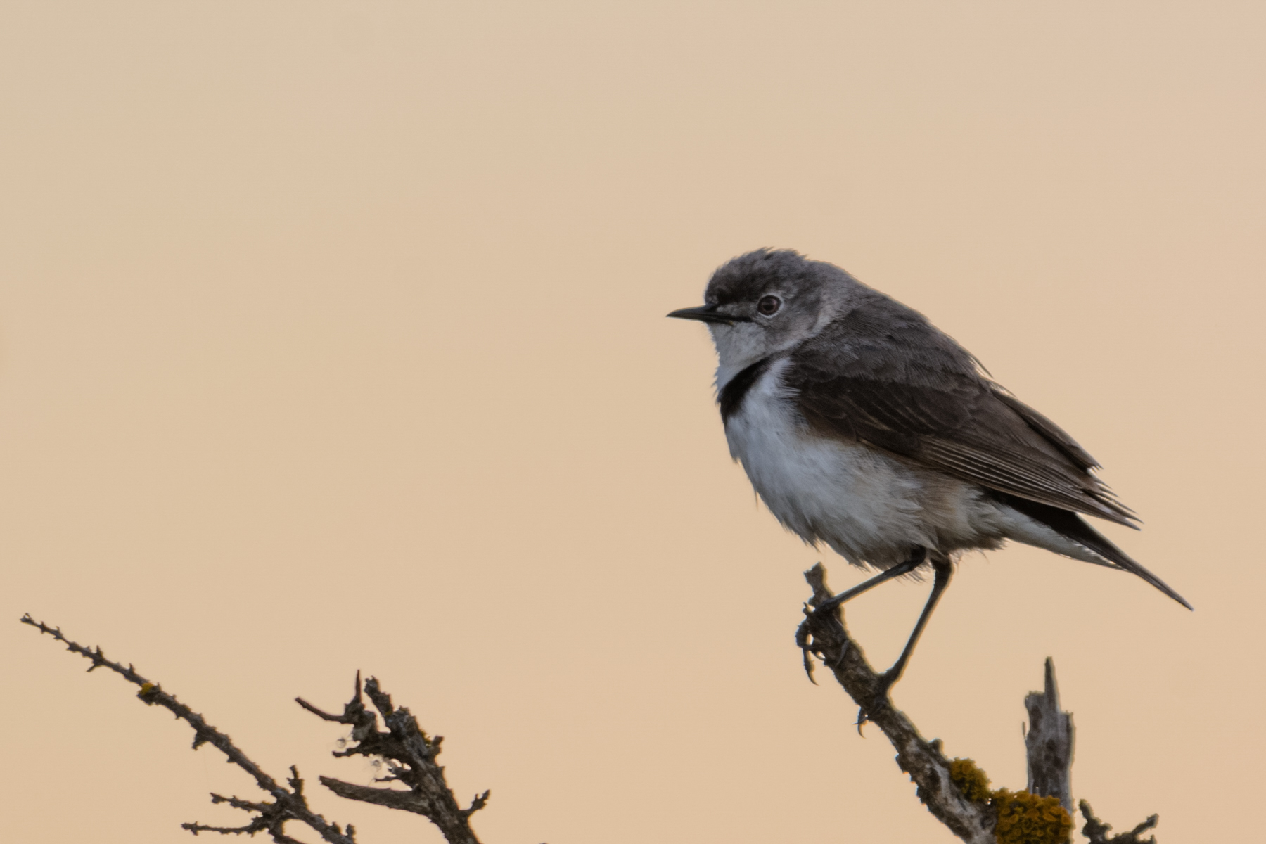 White-fronted Chat (Image ID 40103)
