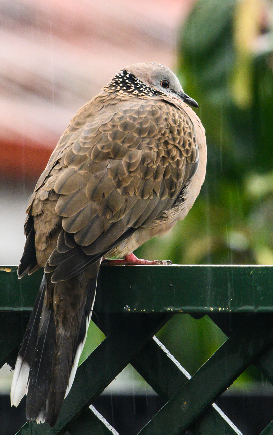 Spotted Dove (Image ID 40619)