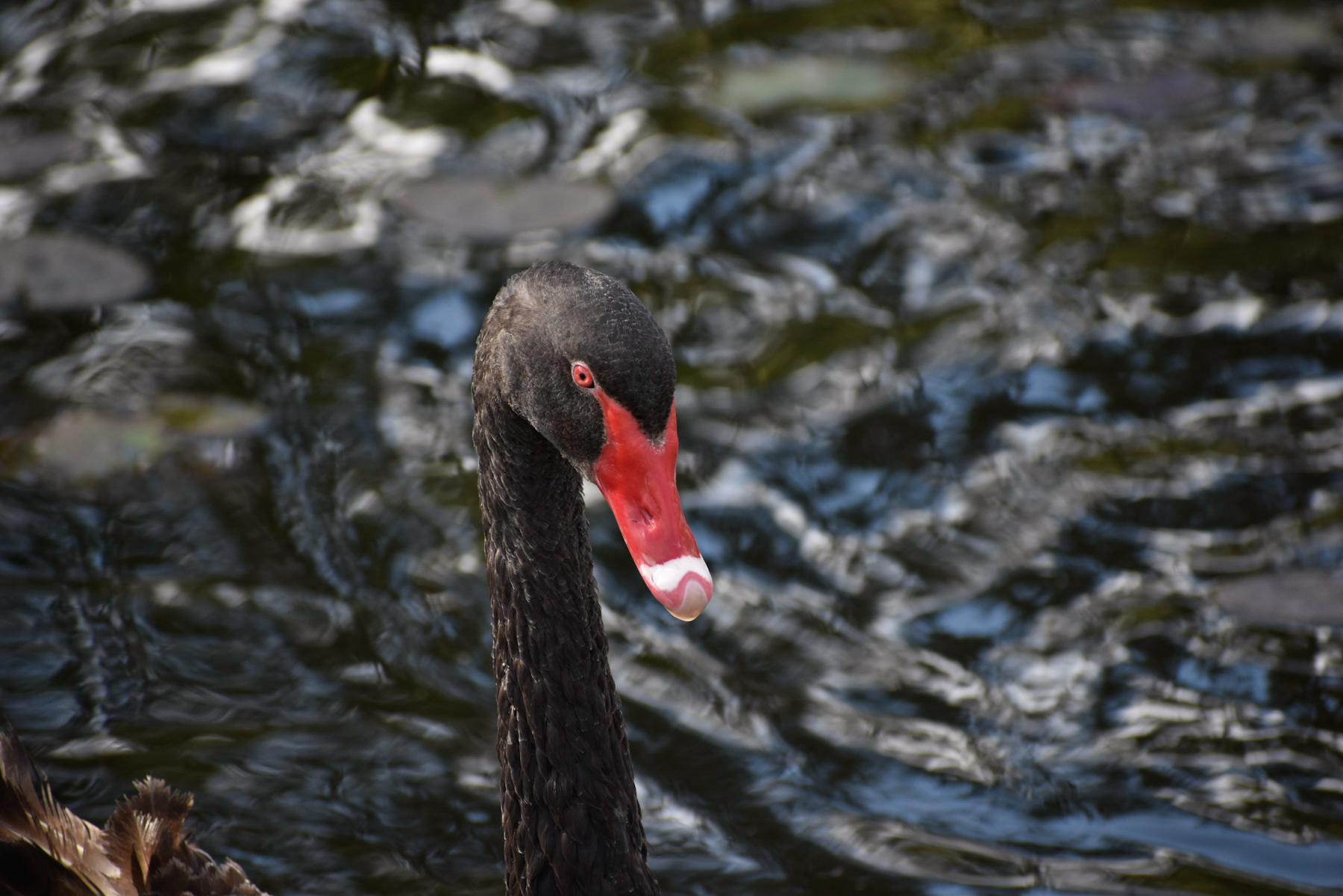 Black Swan (Image ID 40665)