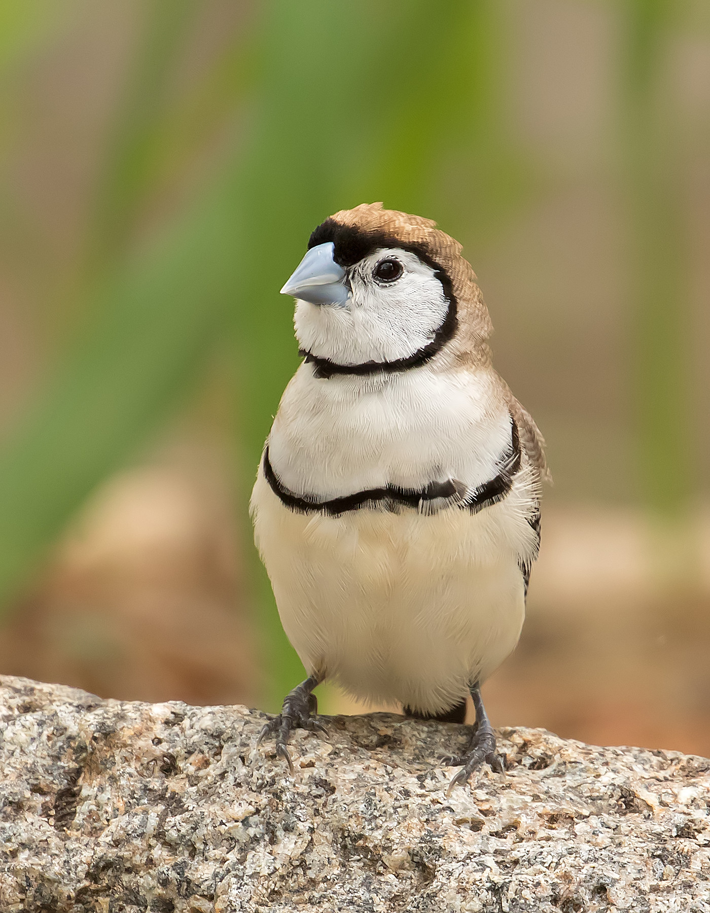 Double-barred Finch (Image ID 40457)