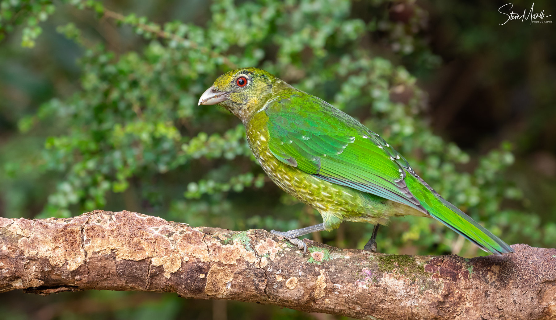 Green Catbird (Image ID 40504)