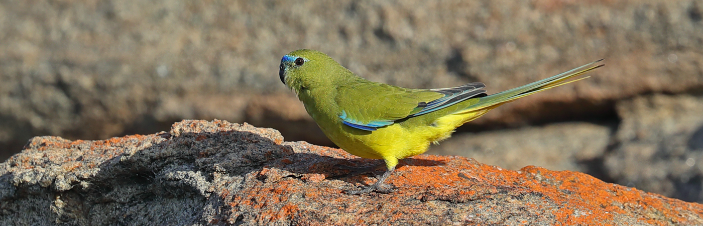 Rock Parrot (Image ID 40416)