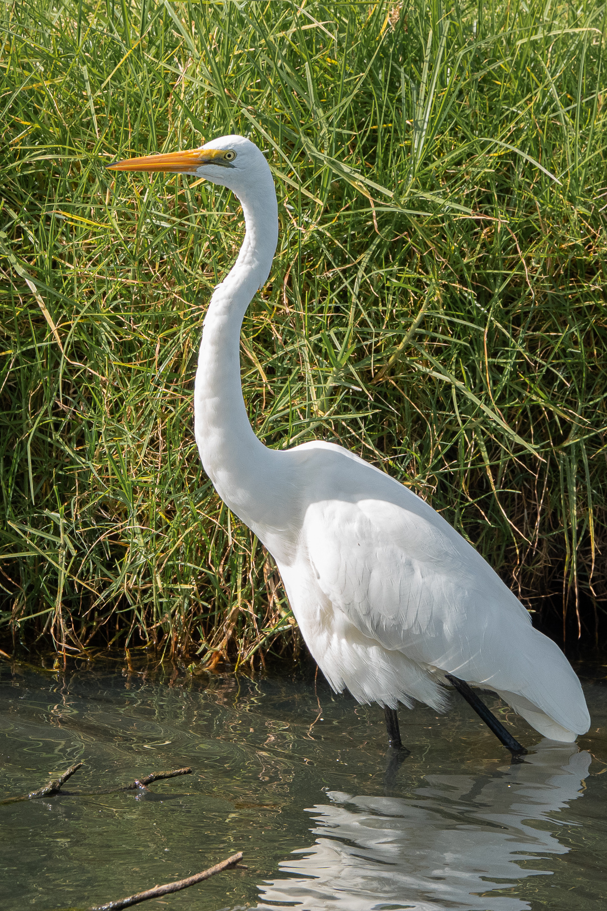 Great Egret (Image ID 40344)