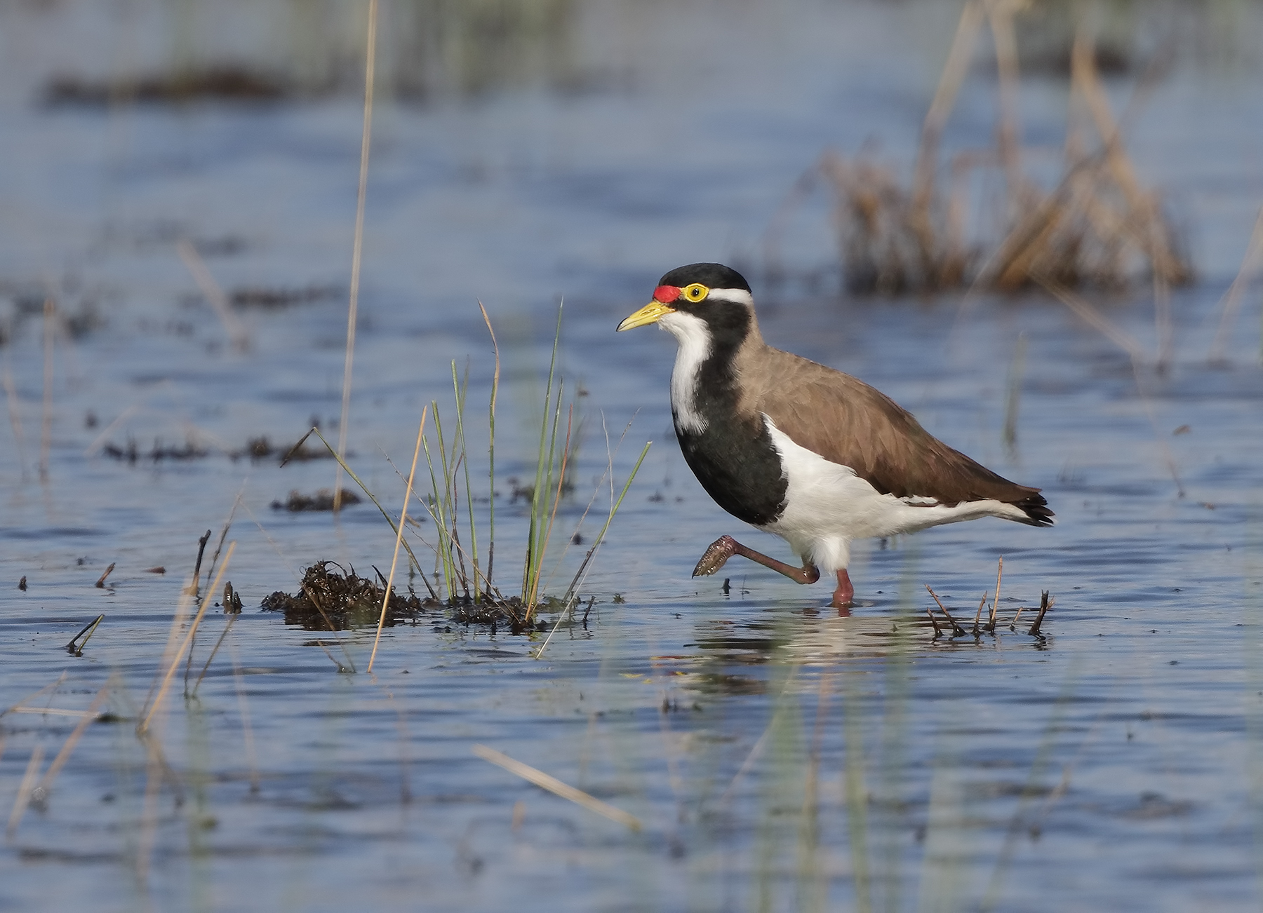 Banded Lapwing (Image ID 40310)